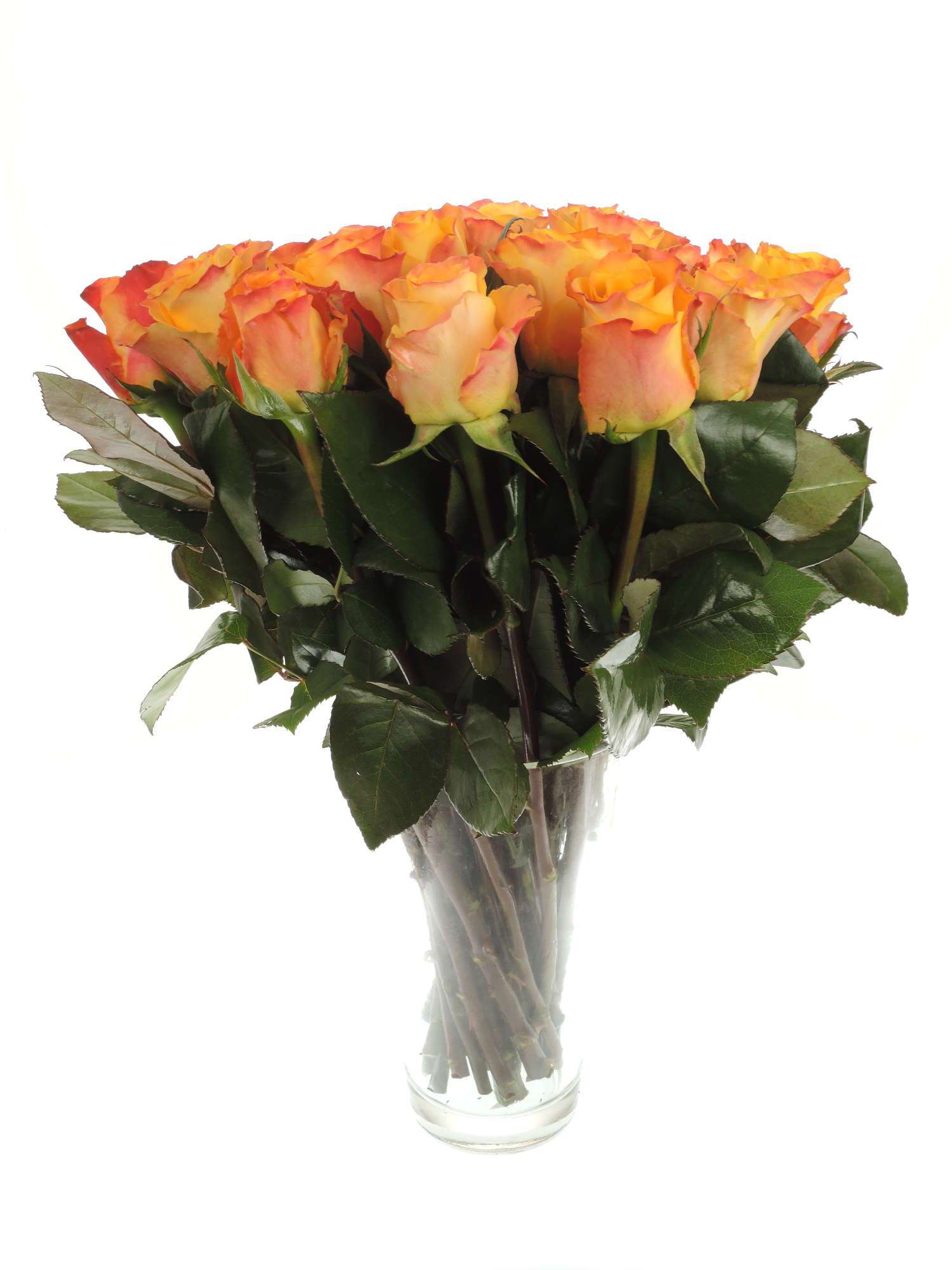 blumigo-rosen-marie-claire-hell-orange-schnittrose-als-einzelstiel image 2