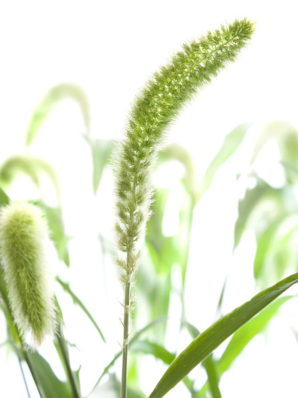 blumigo-blattwerk-setaria-volle-melk-bindegr-n-gr-n image 1