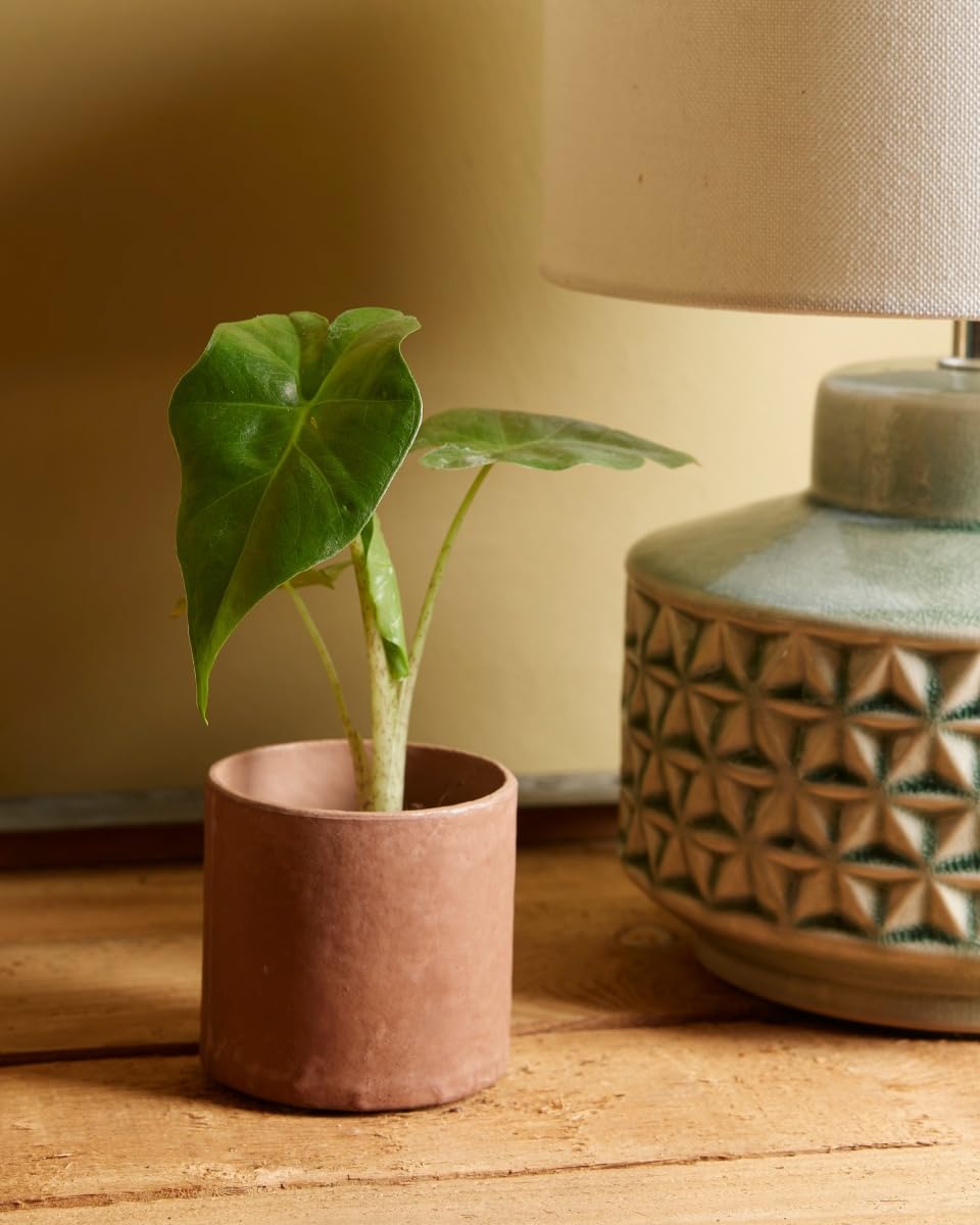 plnts-babyplnts-alocasia-portodora-zimmerpflanze-20-cm-gr-n image 5