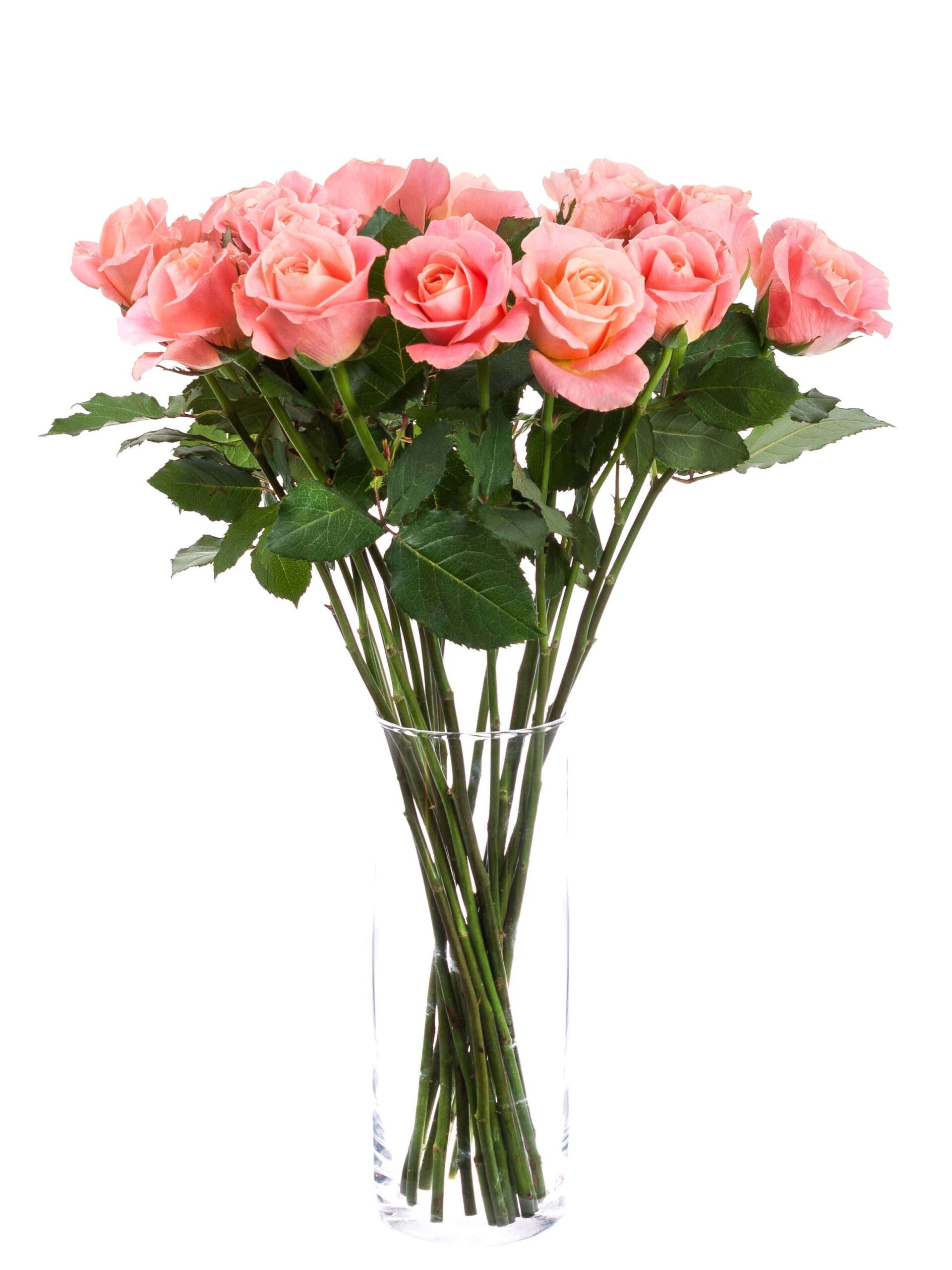blumigo-rosen-miss-piggy-rosen-apricot-frisch-schnittrose image 2