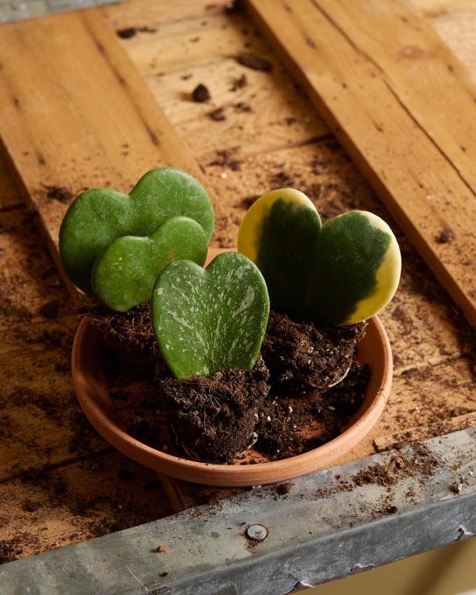 plnts-babyplnts-hoya-kerrii-zimmerpflanze-10cm image 4