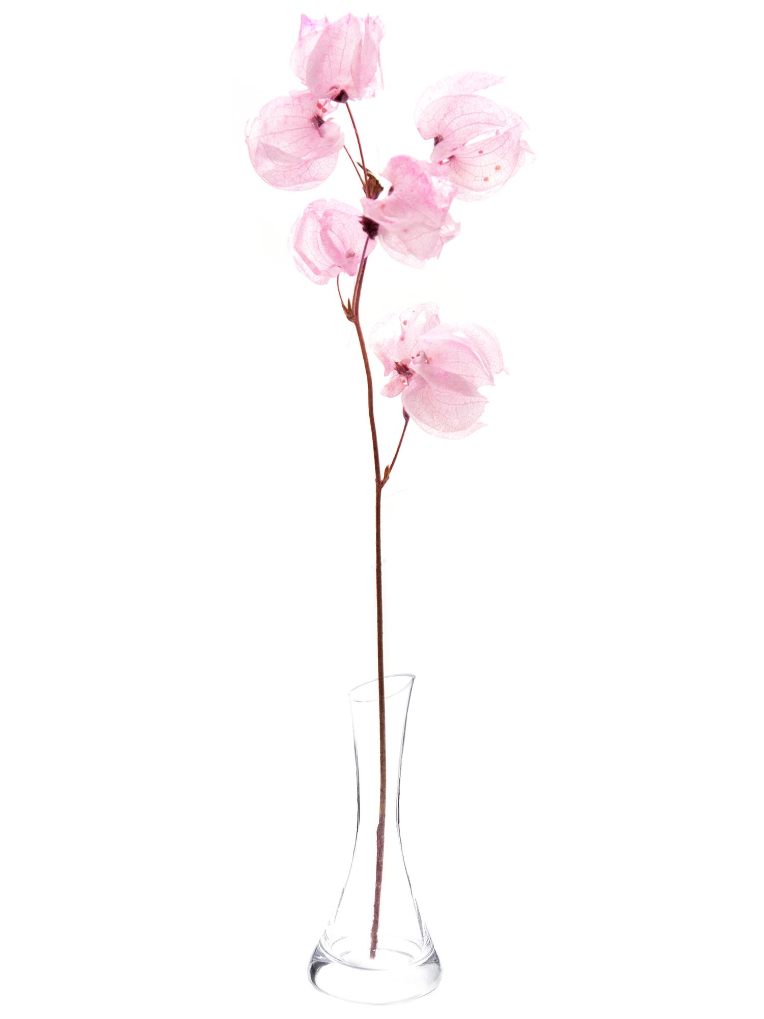 blumigo-trockenblumen-bougainvillea-drillingsblume-rosa image 4