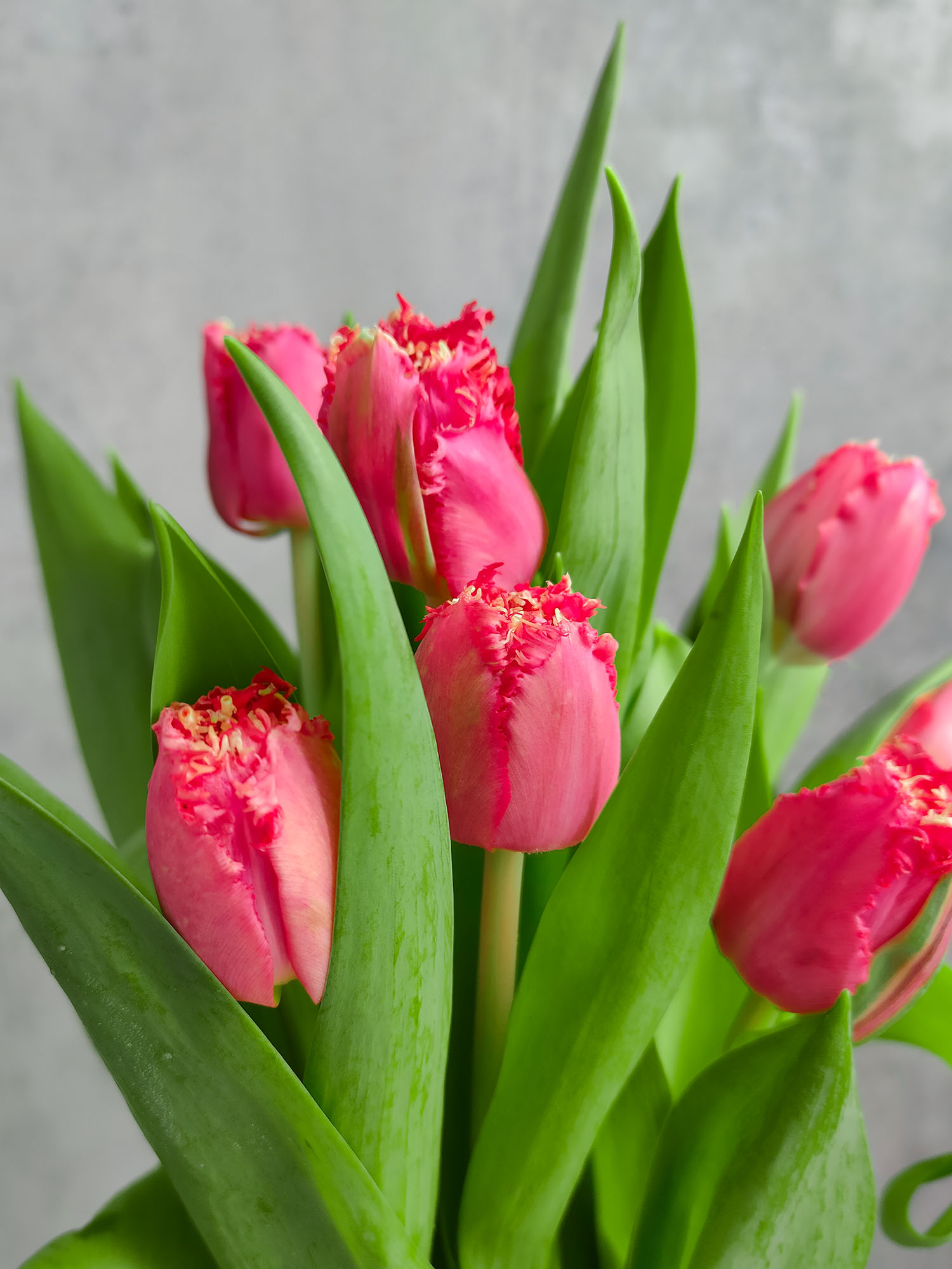 blumigo-tulpen-la-mour-tulpe-pink-gefranst-frisch image 1