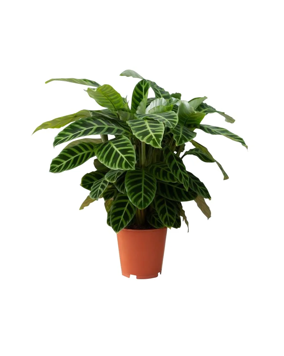 plnts-rareplnts-calathea-zebrina-zimmerpflanze-75-cm image 1
