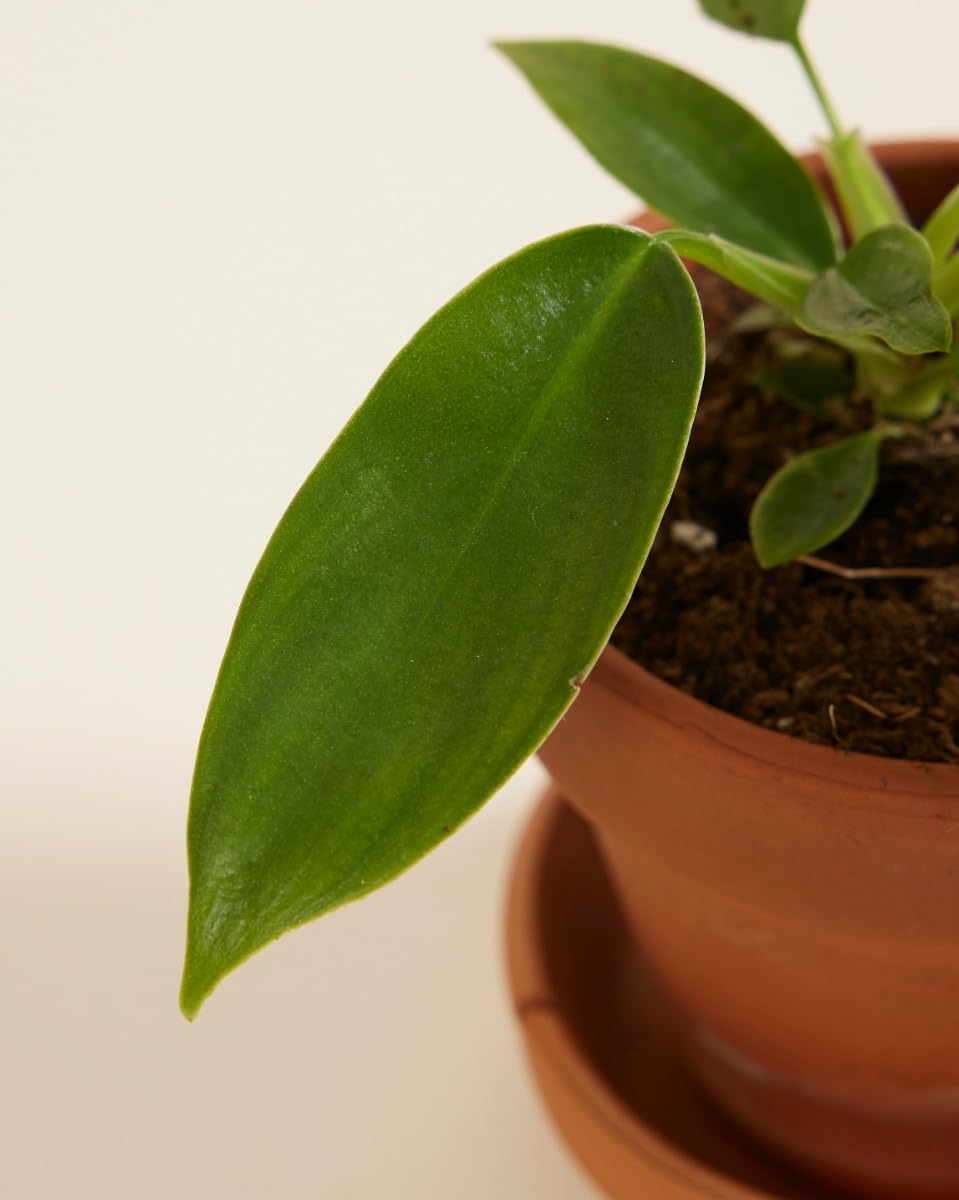plnts-baby-philodendron-florida-beauty-zimmerpflanze-25cm image 4