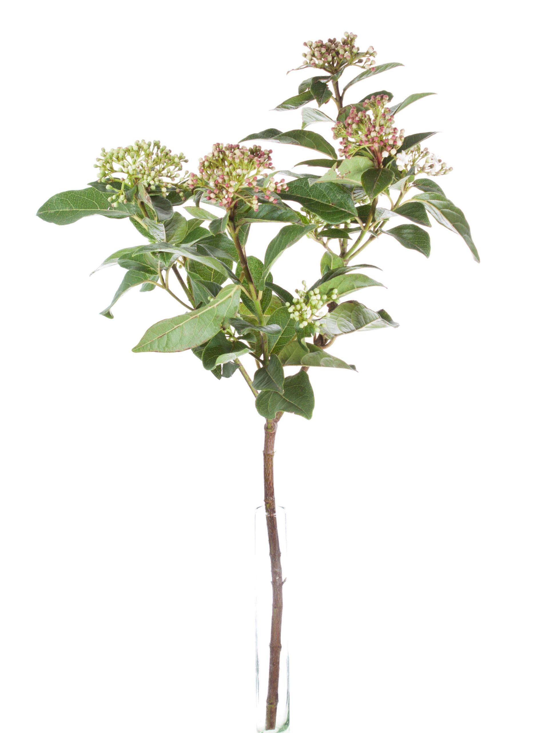 blumigo-viburnum-macrophylla-greenery-weiss-rot image 3