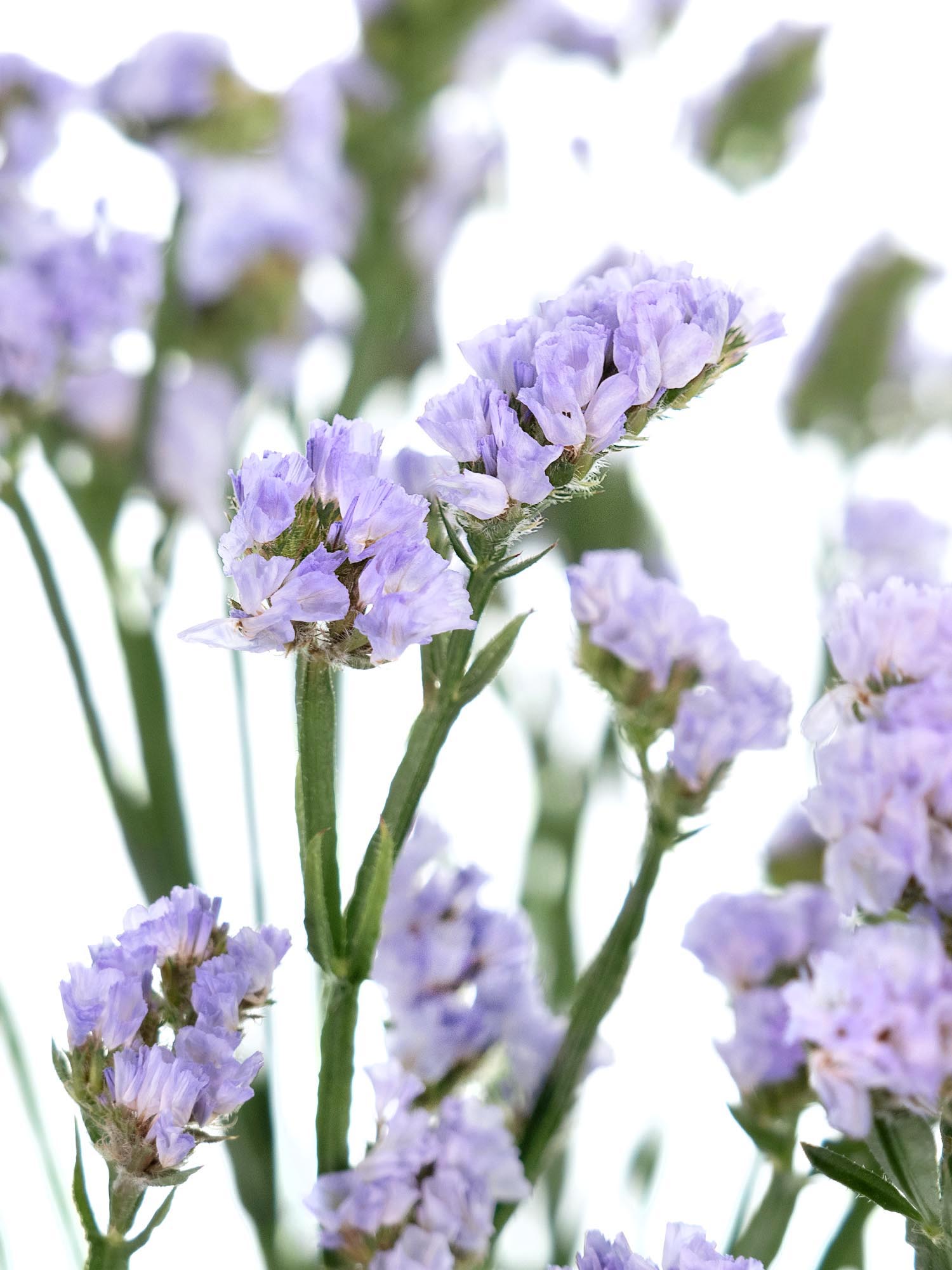 blumigo-blattwerk-strandflieder-donau-birds-schnittblume-hell-violett image 1