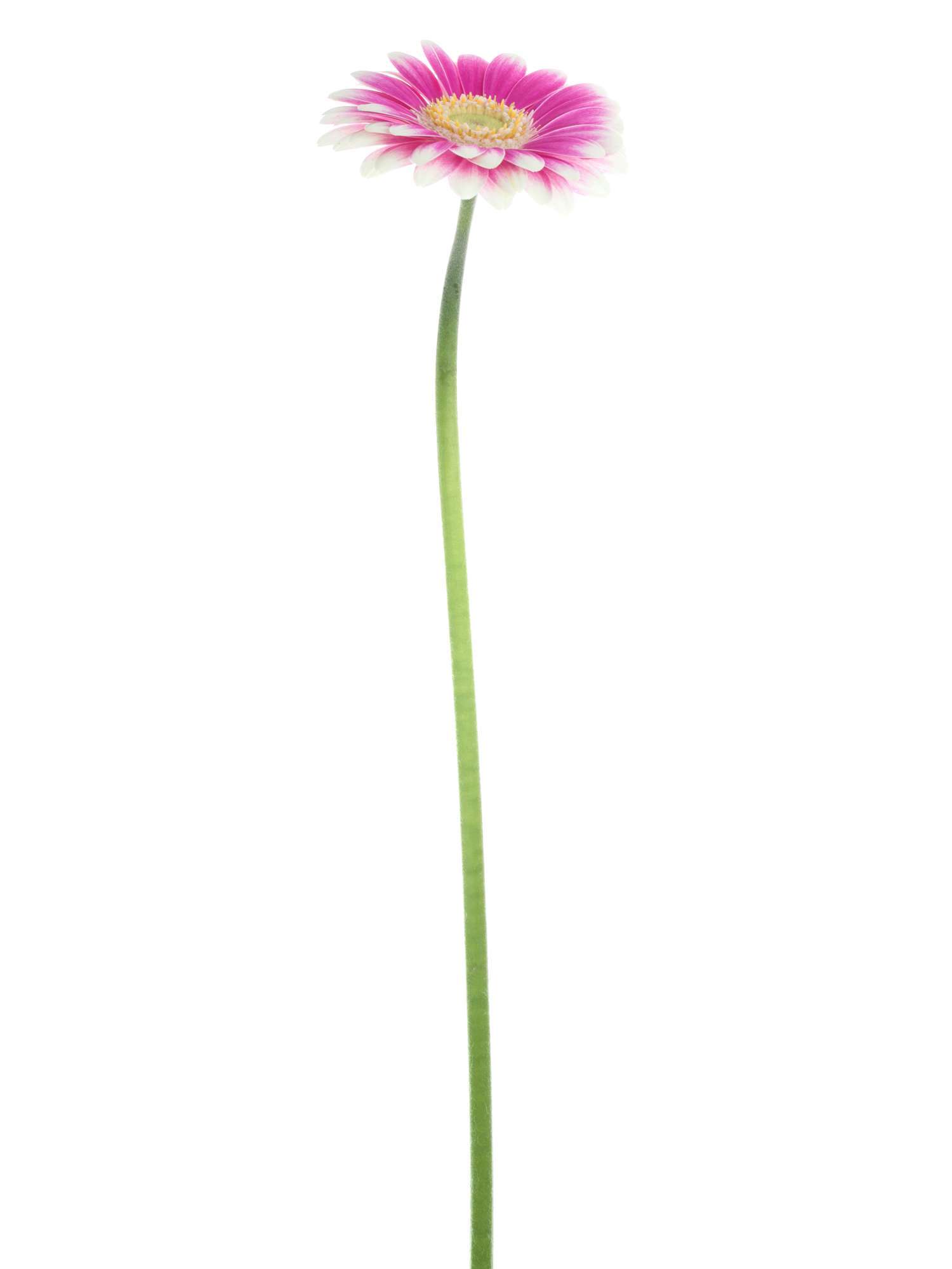 blumigo-gerbera-mini-lets-dance-schnittblume-pink-wei image 2