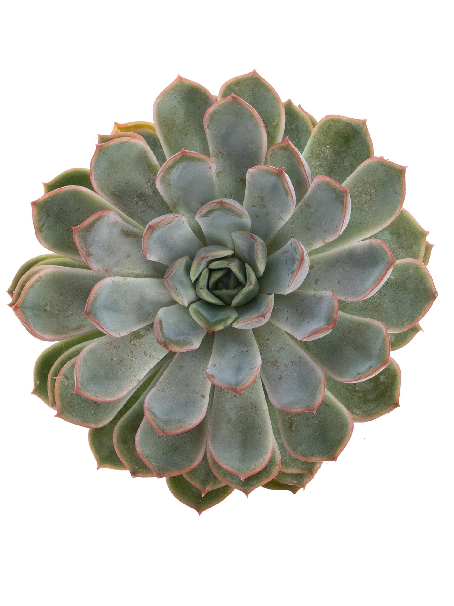 blumigo-blattwerk-sukkulente-echeveria-apus-gr-n image 1