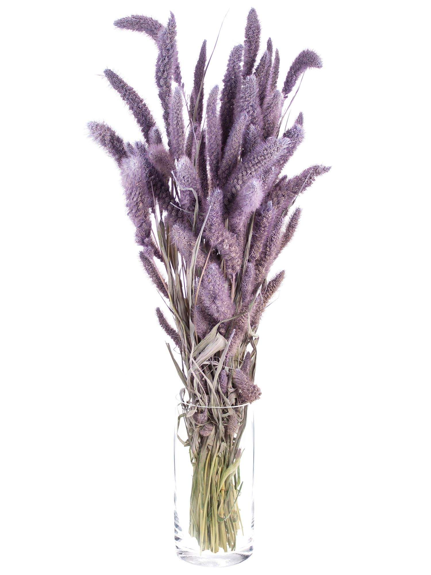 blumigo-trockenblumen-setaria-borstenhirse-trockenstrauss-milka image 2