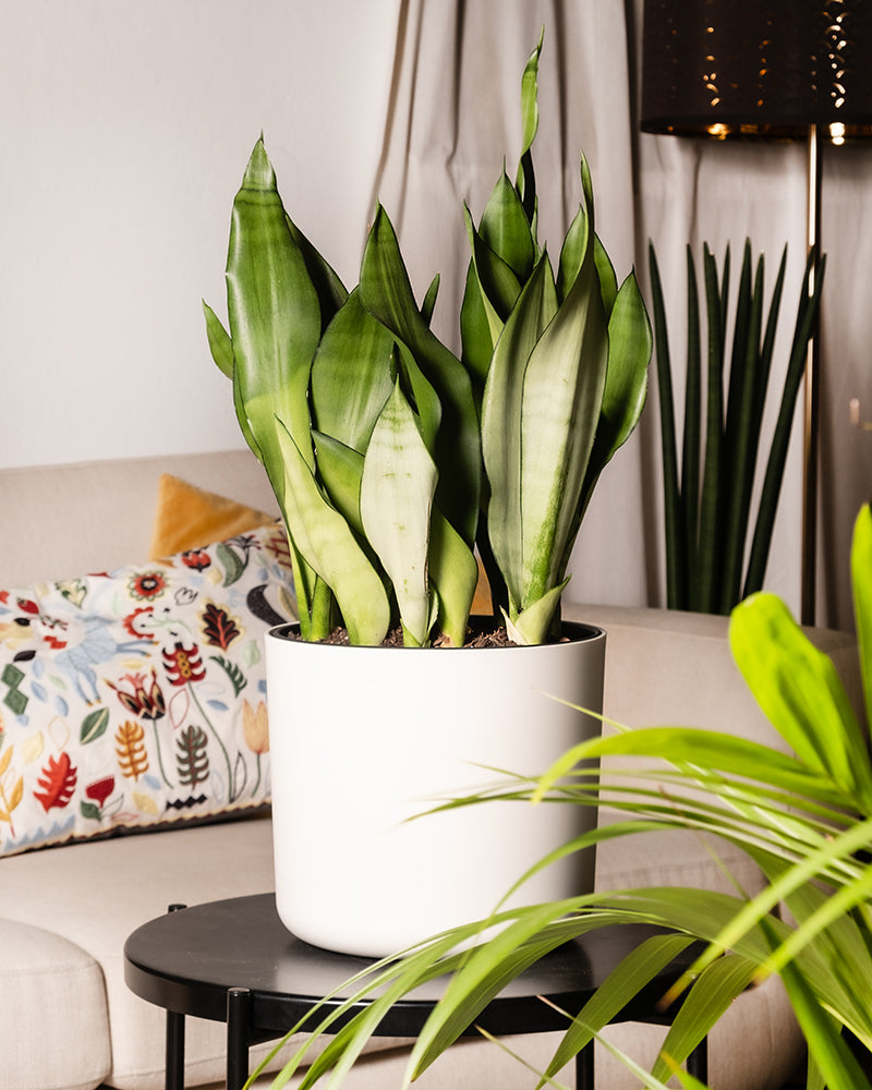 feey-variado-sansevieria-moonshine-gro-bogenhanf image 4