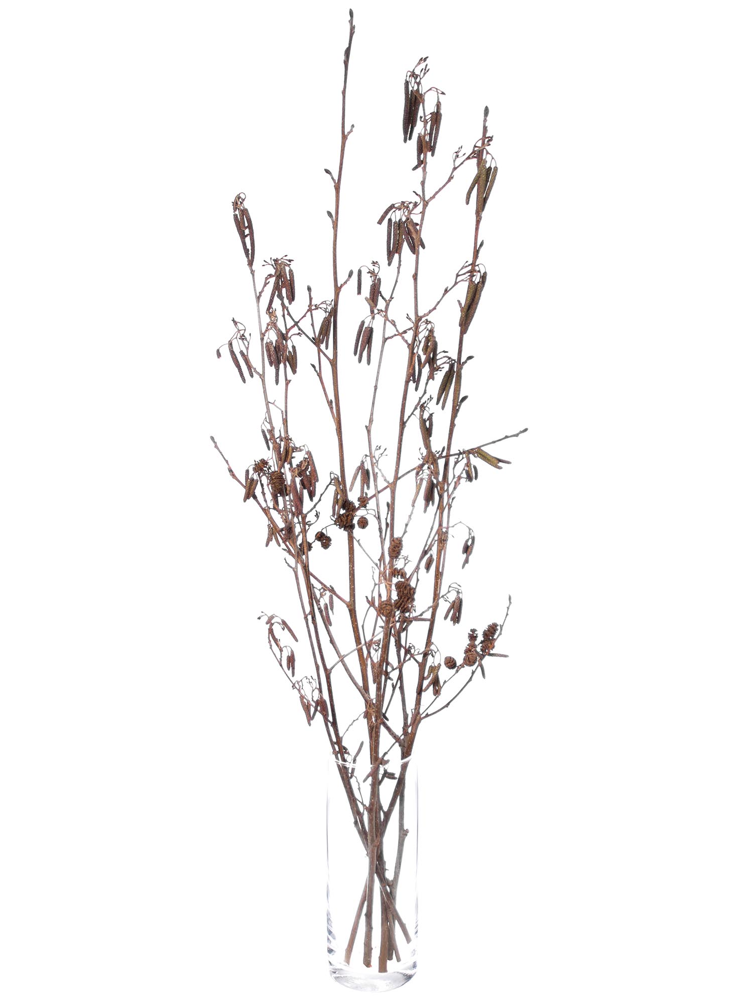 blumigo-zweige-erlenzweige-mit-fruchtst-nden-natur image 2