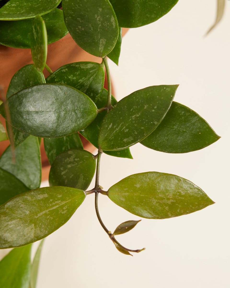 plnts-rareplnts-hoya-gracilis-wachsblume-12-cm image 3