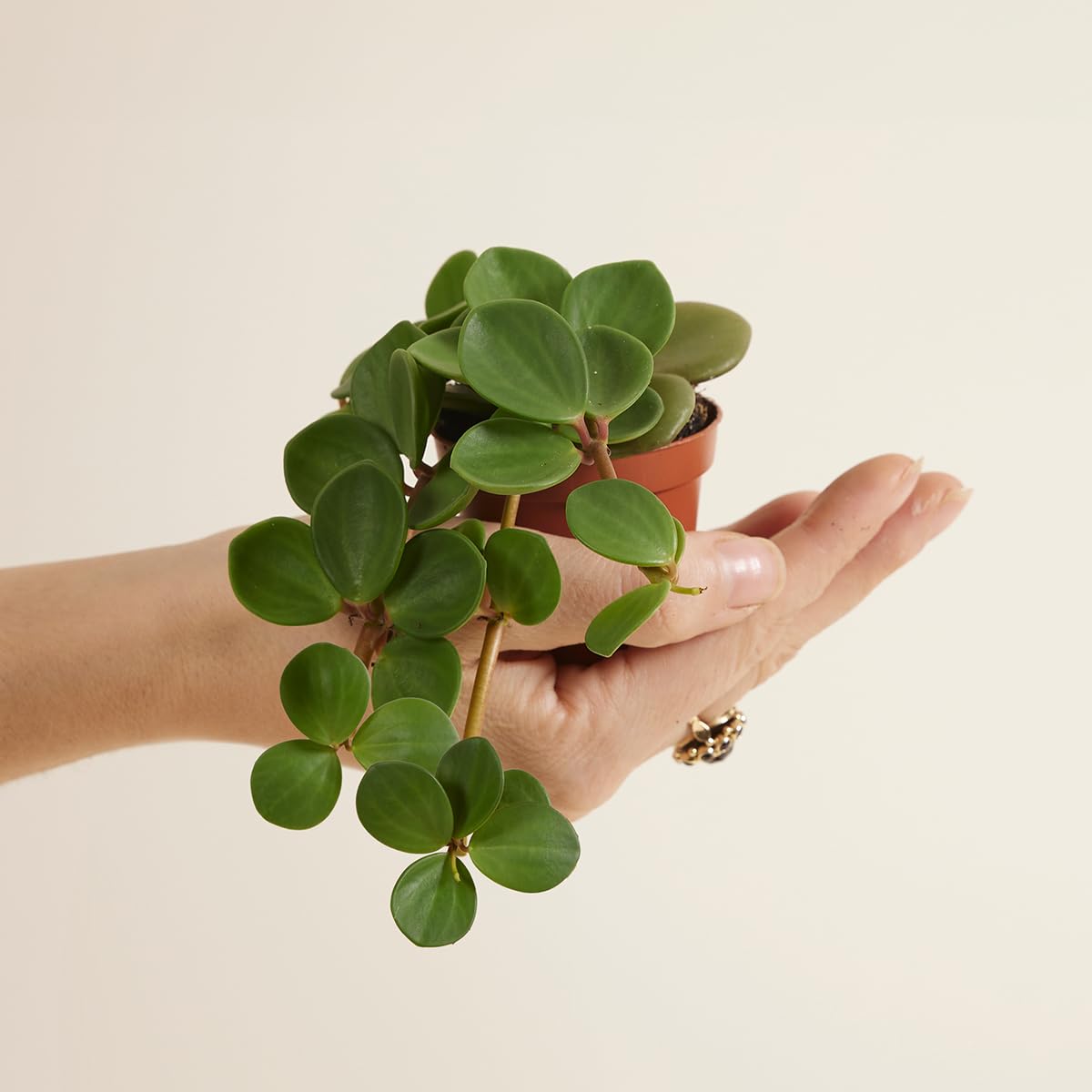 plnts-babyplnts-peperomia-hope-zwergpfeffer-6-cm-topf-15-cm-hoch image 7
