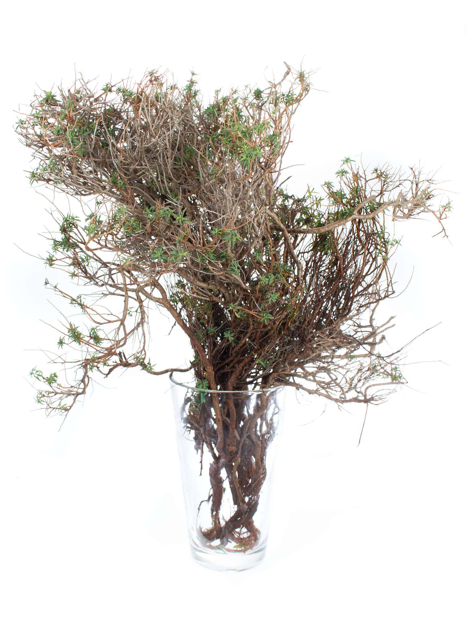 blumigo-blattwerk-euphorbia-spinosa-bindegr-n-gr-n-braun image 4