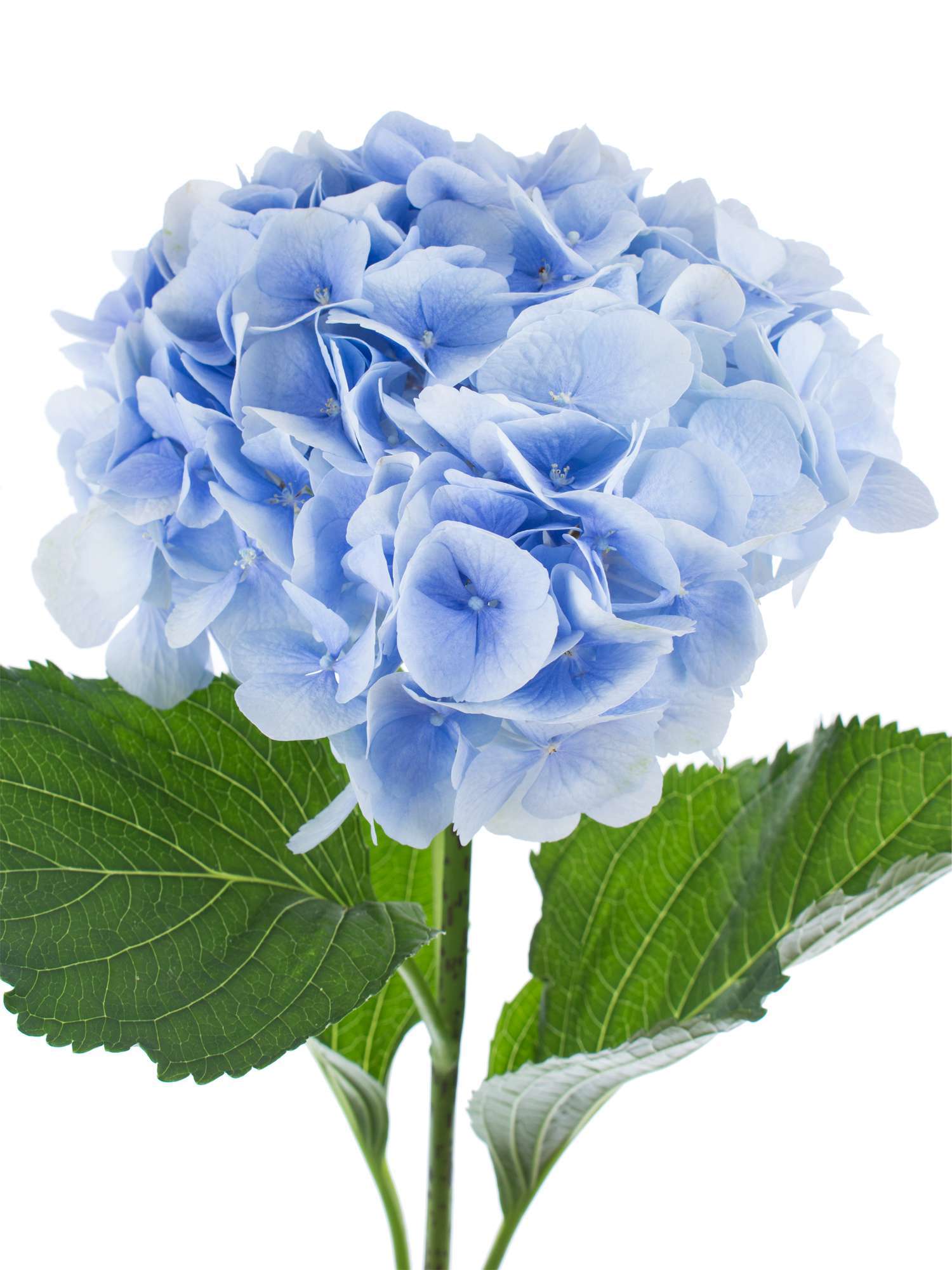 blumigo-hortensien-verena-schnittblume-hellblau image 3