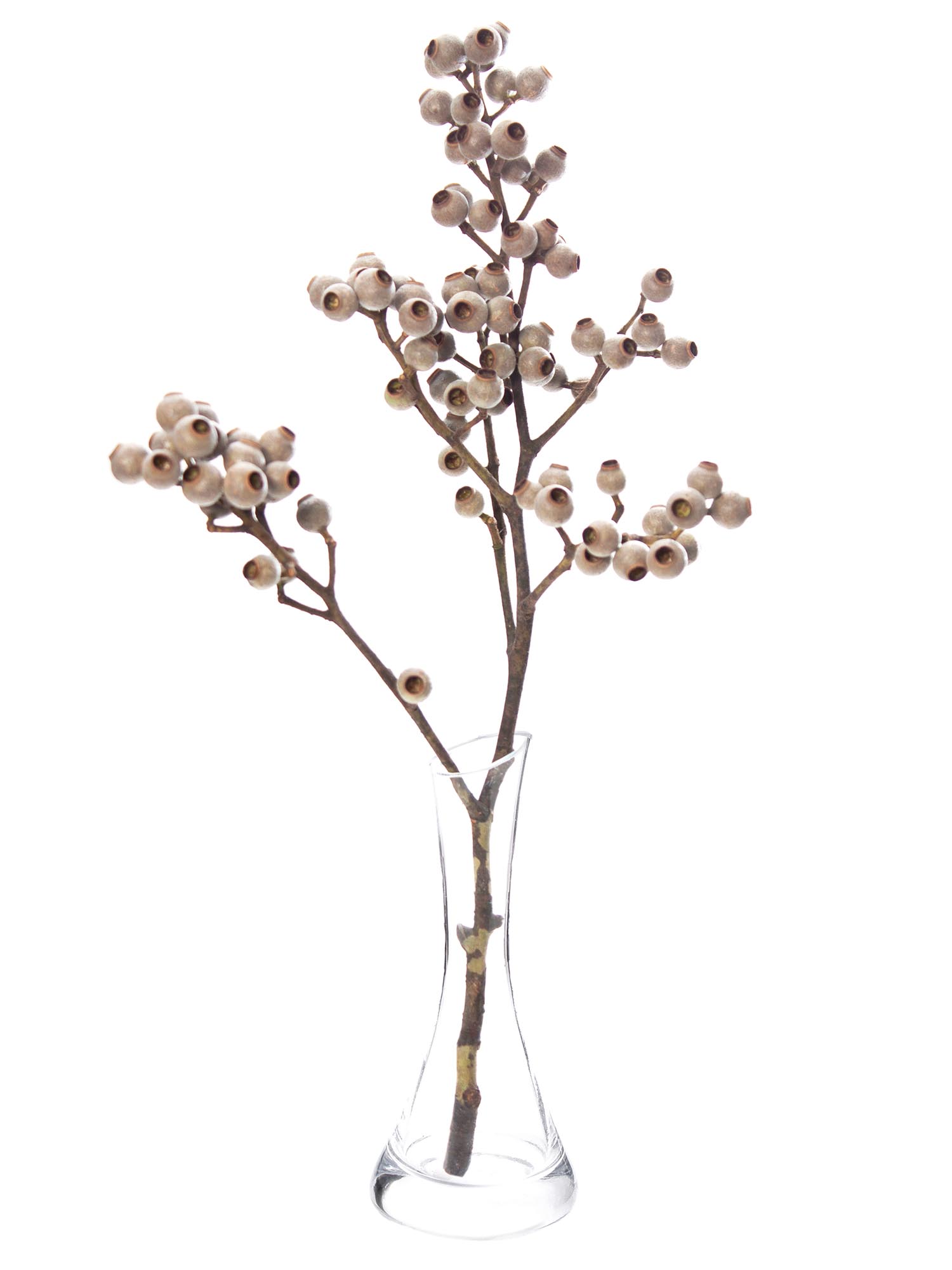 blumigo-eukalyptus-torriliana-eukalyptusbeeren-gr-n-braun image 3