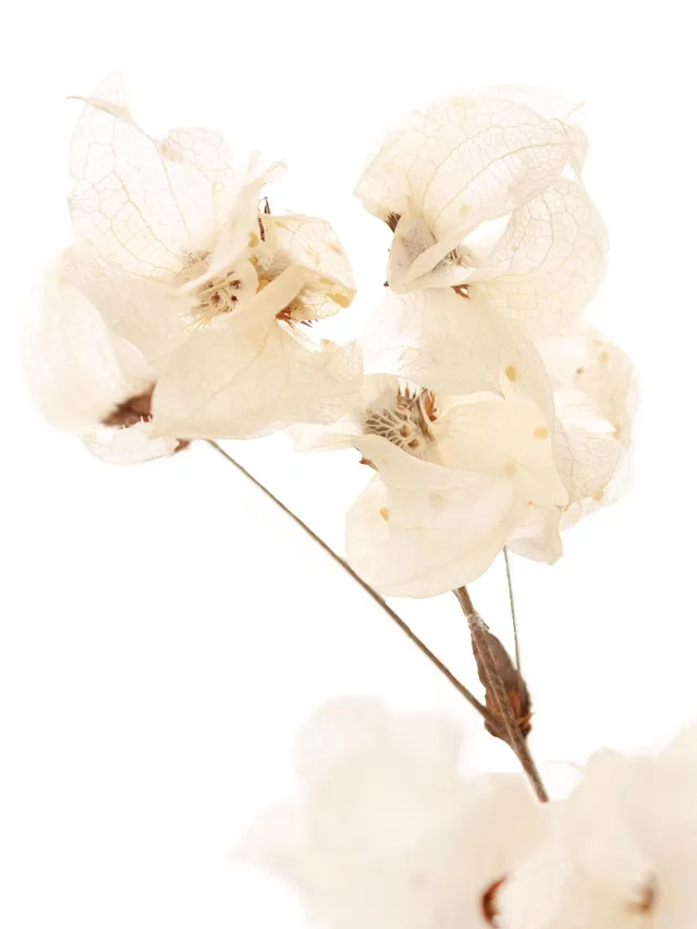 blumigo-trockenblumen-bougainvillea-drillingsblume-wei-gebleicht image 1