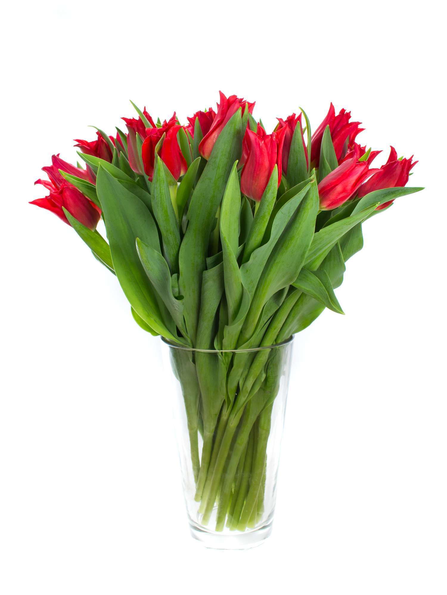 blumigo-tulpen-pretty-woman-rote-schnittblume image 2
