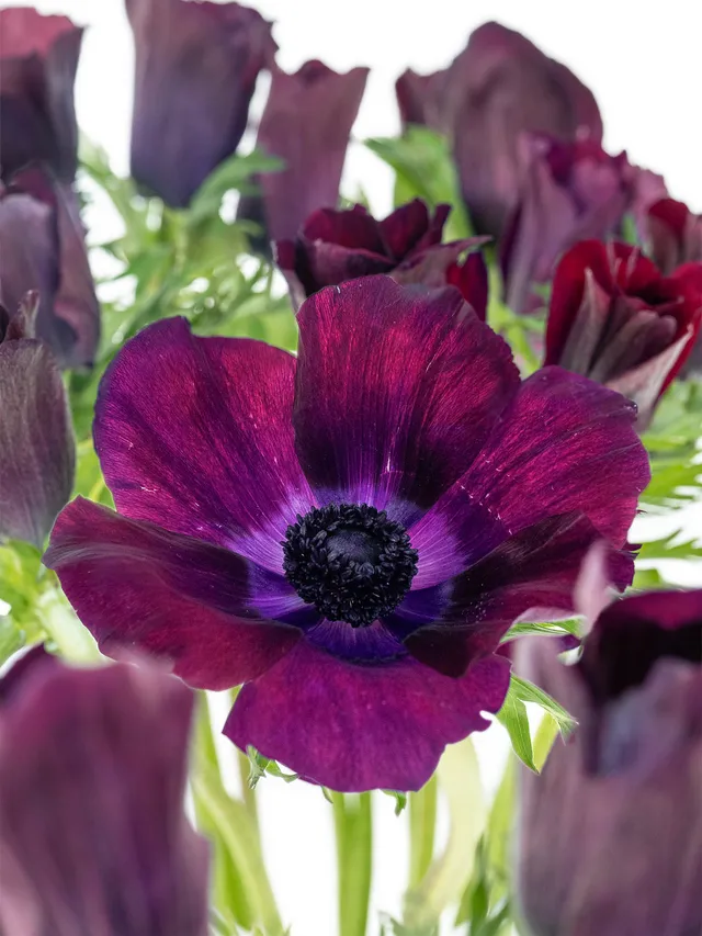 blumigo-anemonen-mistral-bordeaux-schnittblume-aubergine image 1