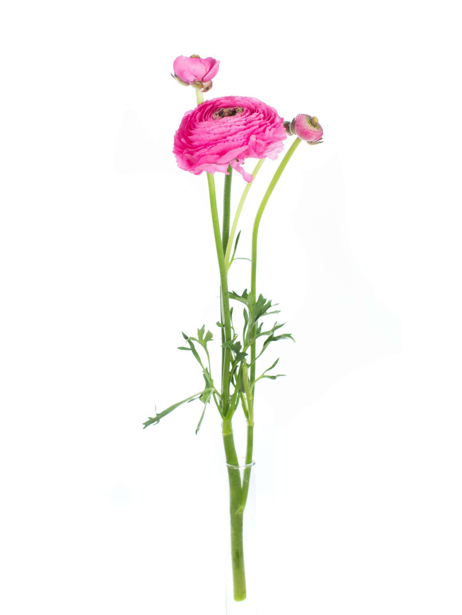 blumigo-ranunkeln-xl-cloni-rosado-pink-st-ck image 3
