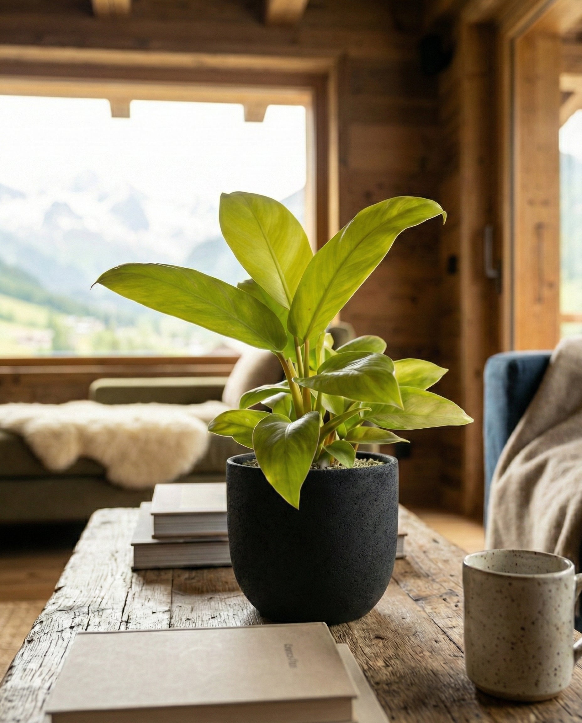 feey-philodendron-ceylon-gold-h-ngepflanze-ohne-bertopf image 8