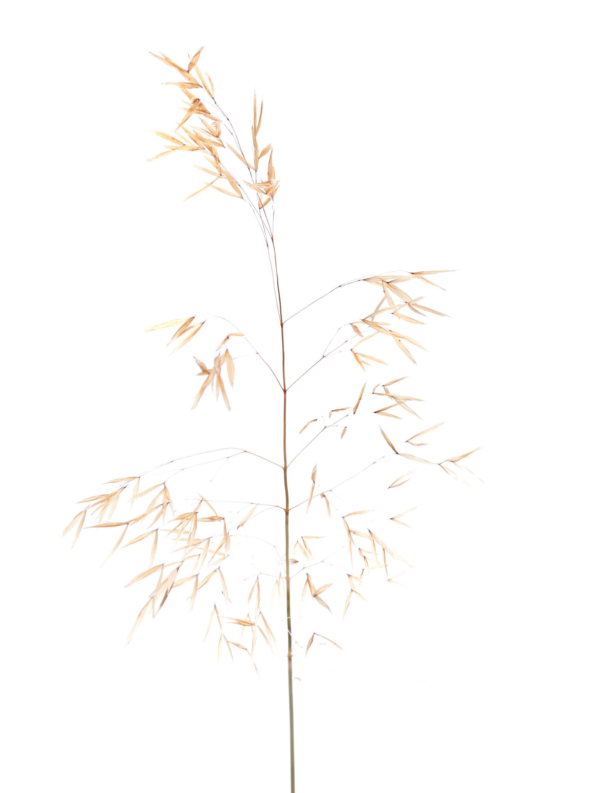 blumigo-ziergras-xl-mit-hren-trockengras-goldgelb image 2