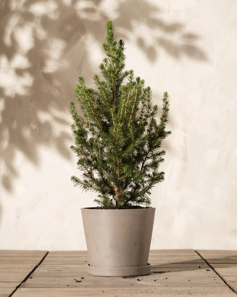 feey-amsterdam-tannenbaum-aussenpflanze-ohne-topf-winterhart image 5