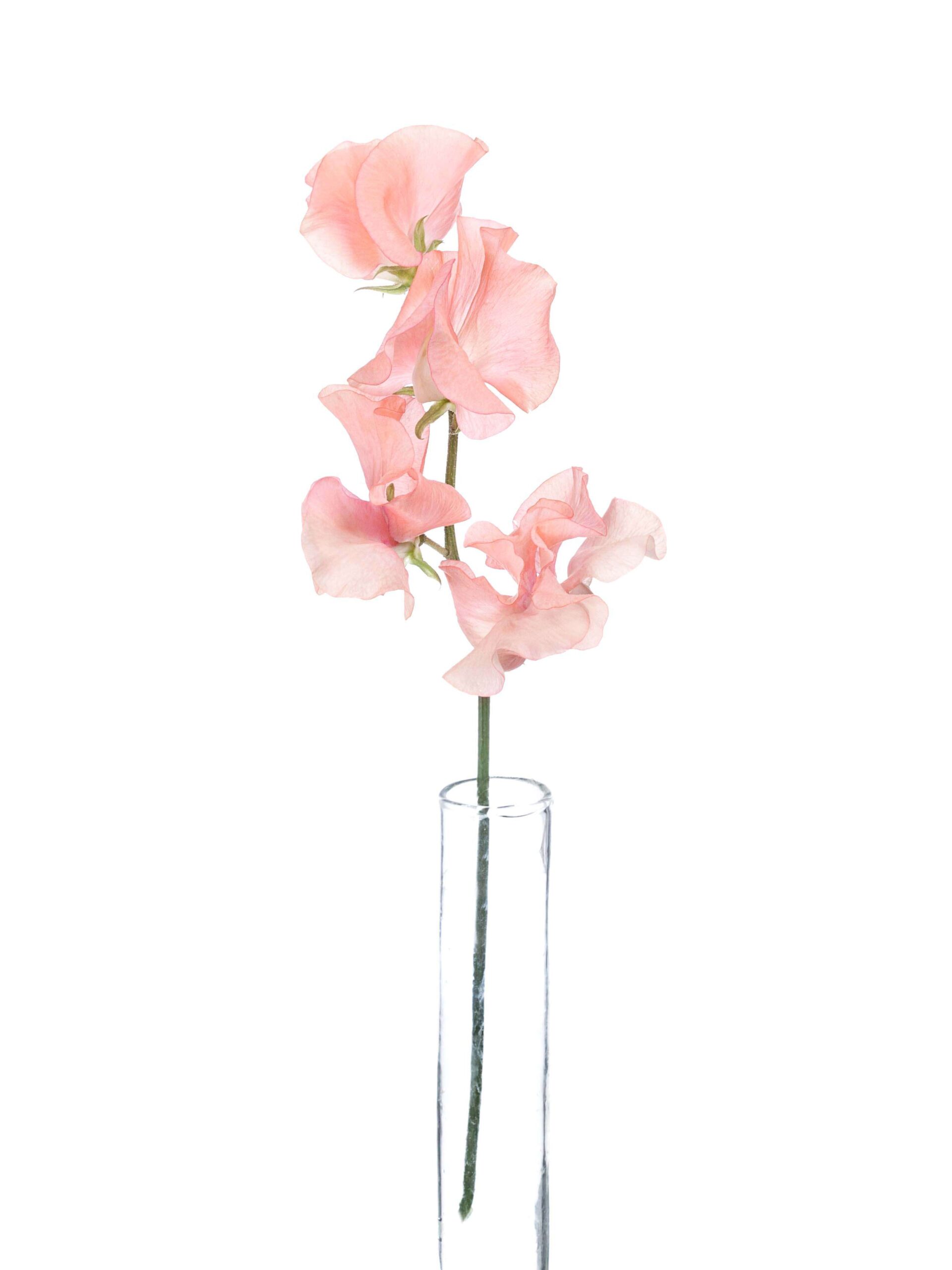 blumigo-wicken-sunshine-parfum-salmon-schnittblumen-apricot image 3