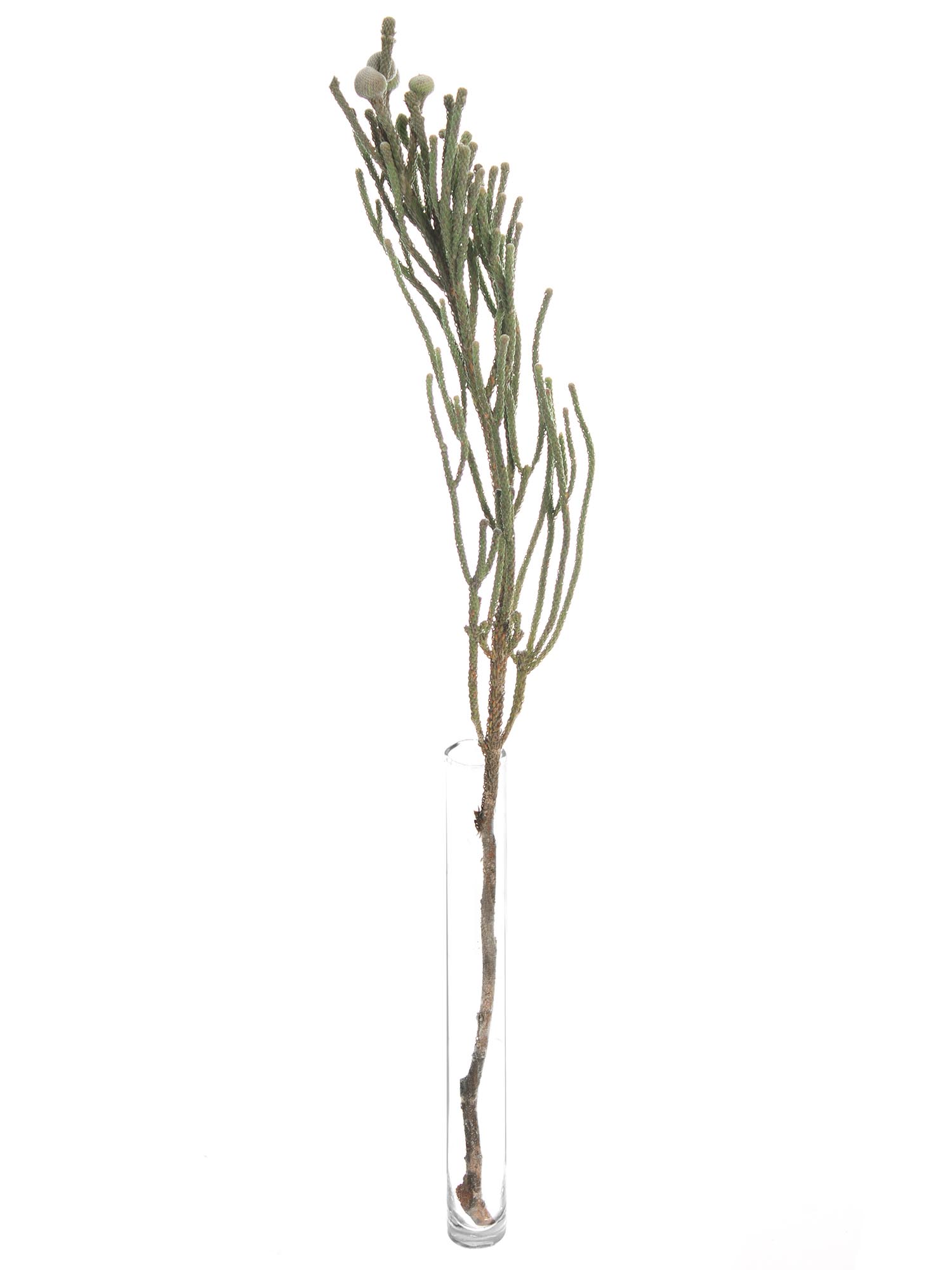 blumigo-brunia-nodiflora-schneebusch-silber-wei-bund image 3