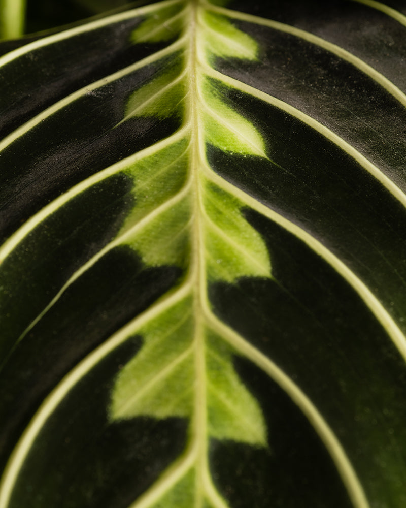 feey-variado-maranta-lemon-lime-zimmerpflanze-ohne-bertopf image 2