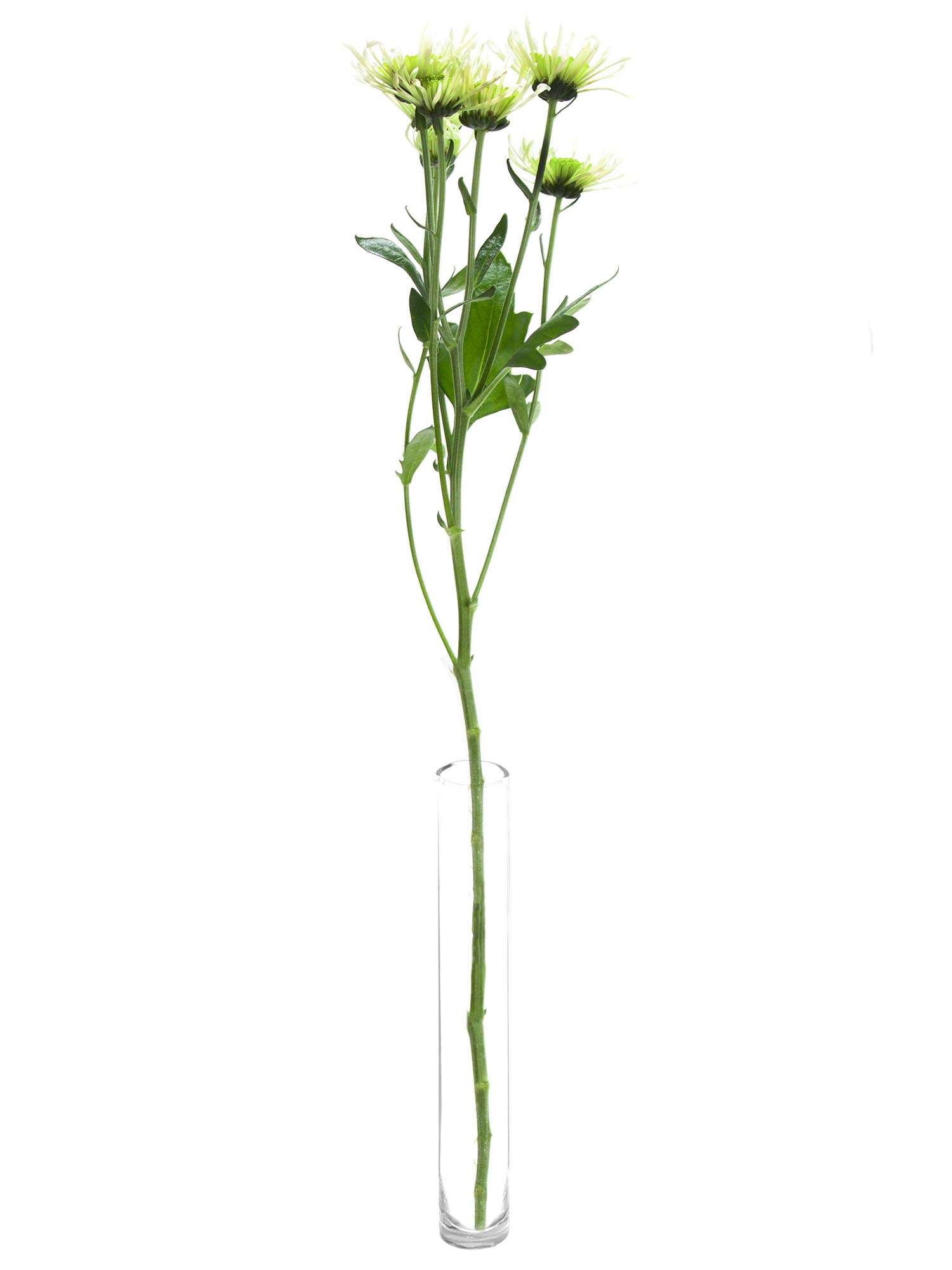 blumigo-santinis-anura-green-chrysantheme-wei-gr-n image 3