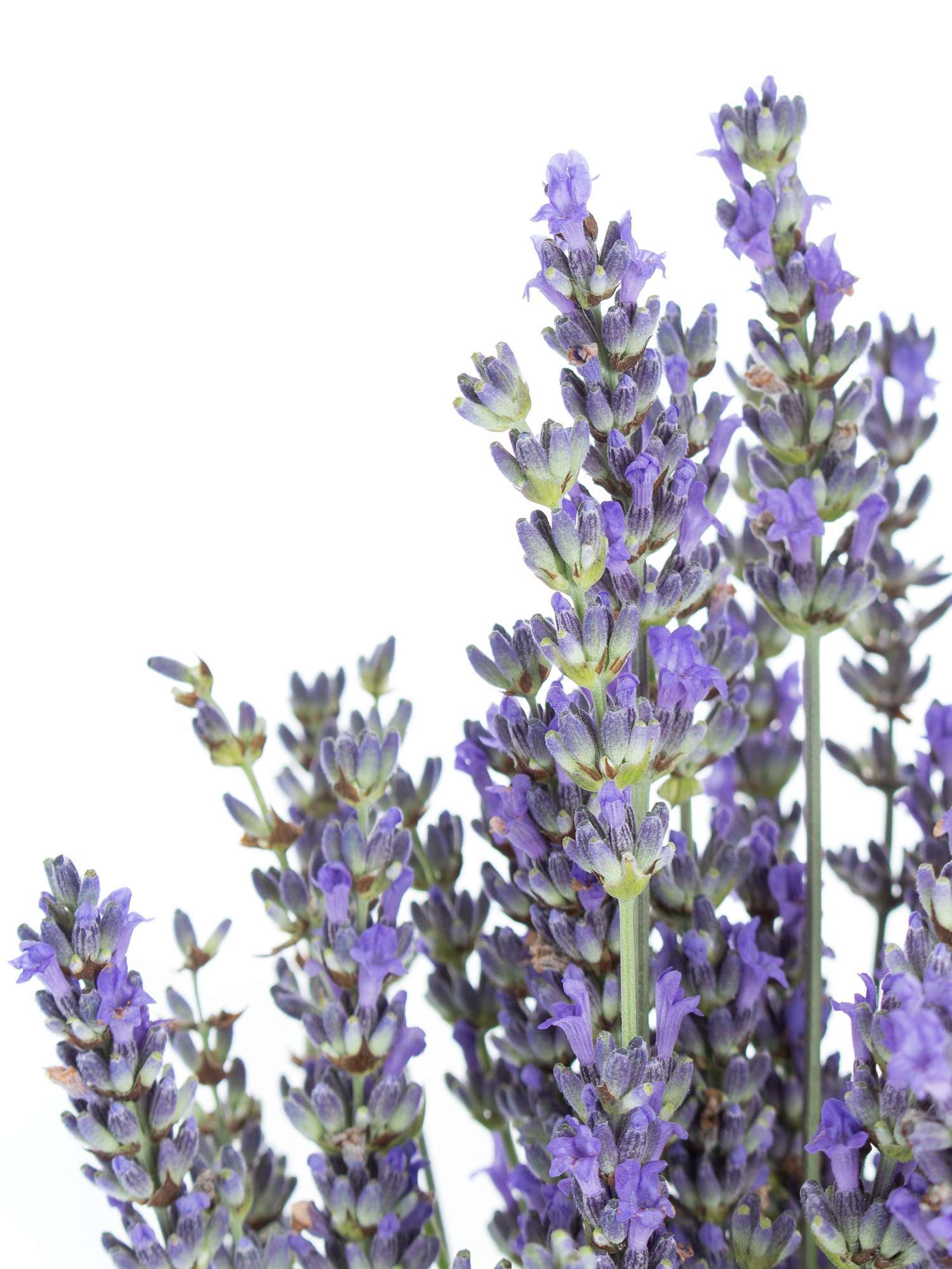 blumigo-lavendel-frisch-geschnitten-bindegr-n-bund image 3