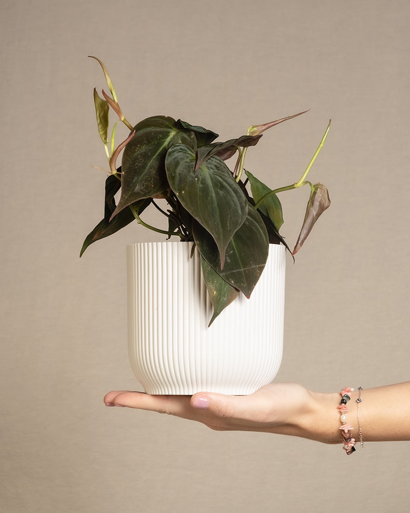 feey-variado-philodendron-micans-zimmerpflanze-ohne-bertopf-samtig image 1