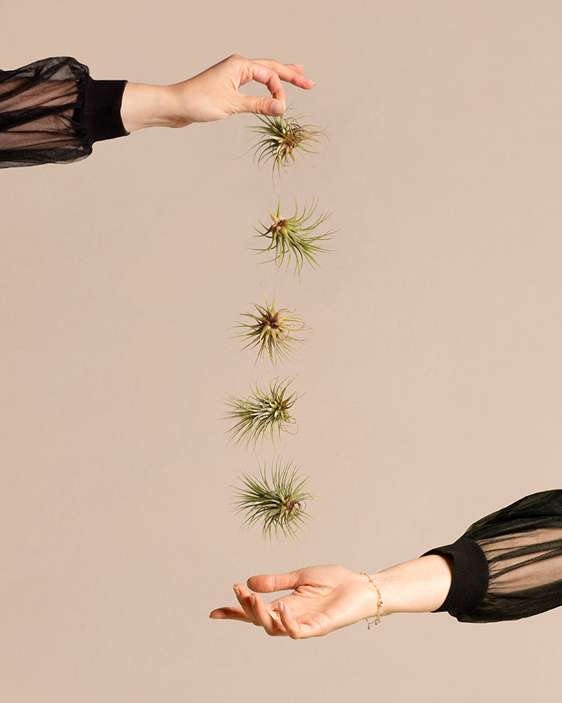 feey-variado-luftpflanzen-5-st-ck-tillandsia-ohne-erde image 1