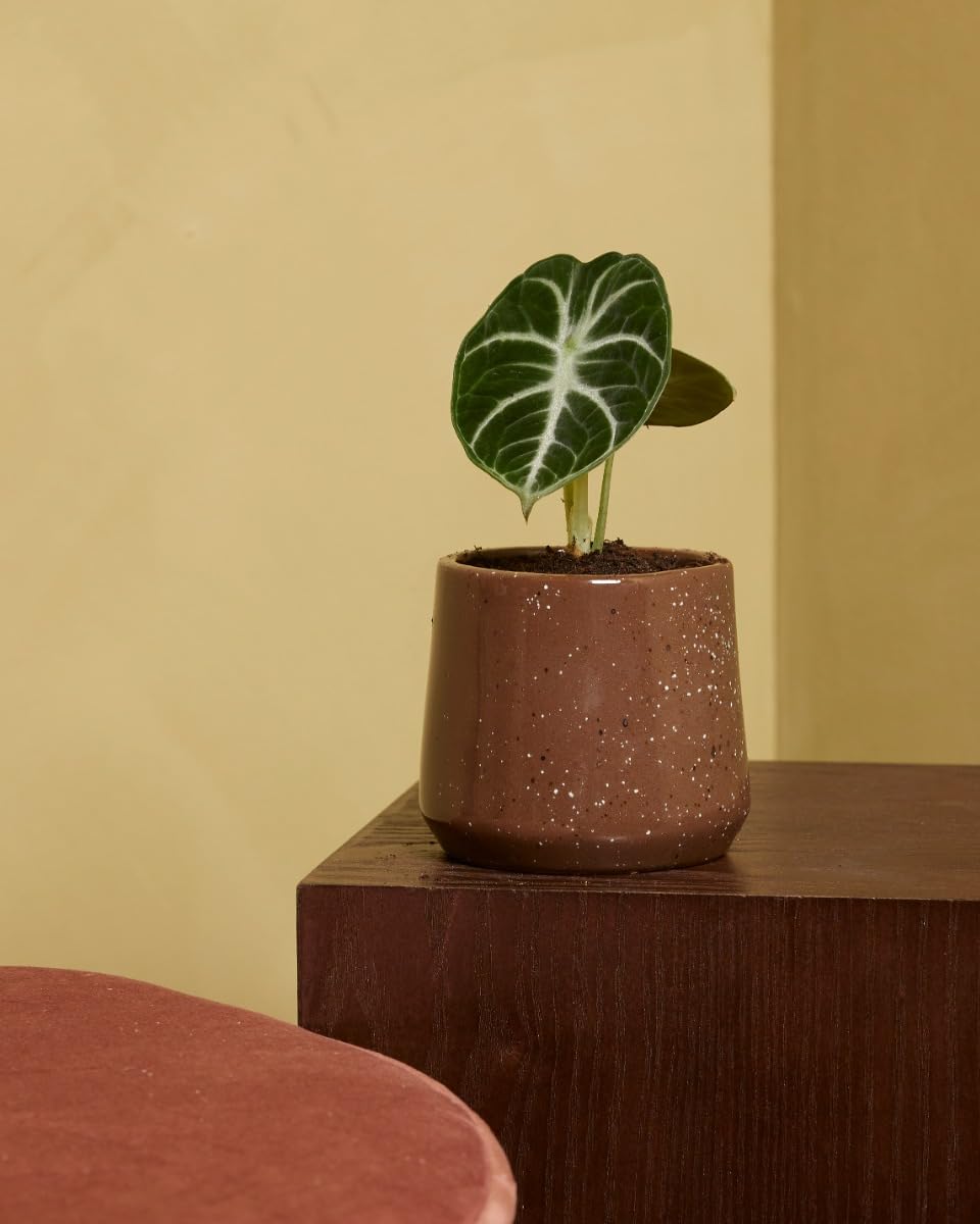 plnts-babyplnts-alocasia-ninja-zimmerpflanze-10cm-pfeilblatt image 6