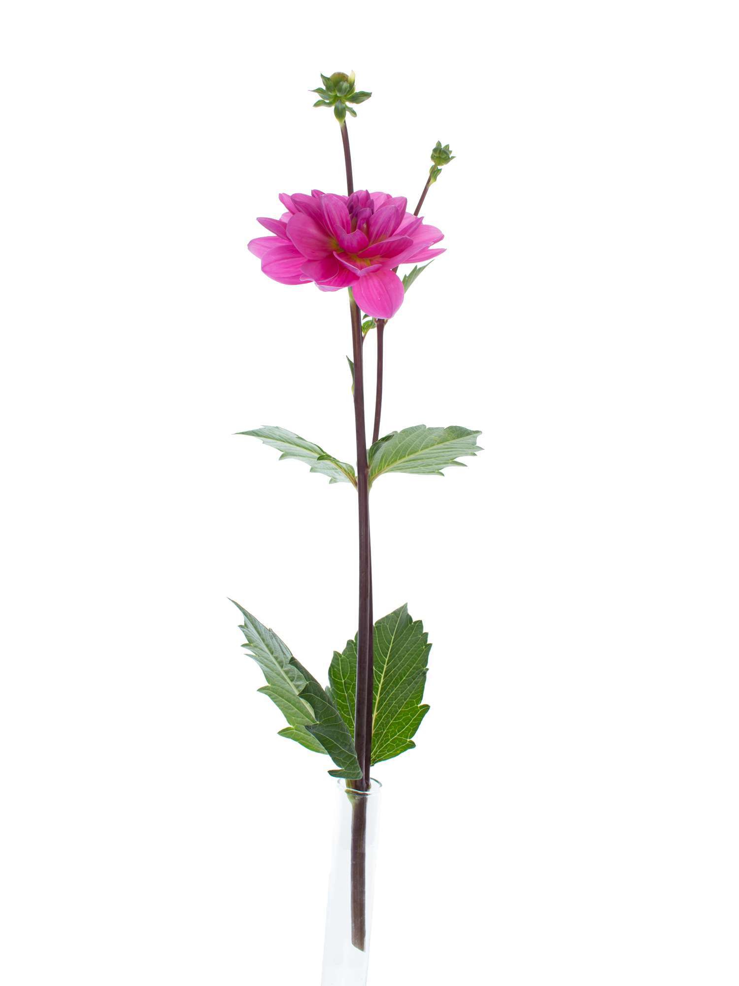 blumigo-dahlien-onesta-schnittblume-pink image 3