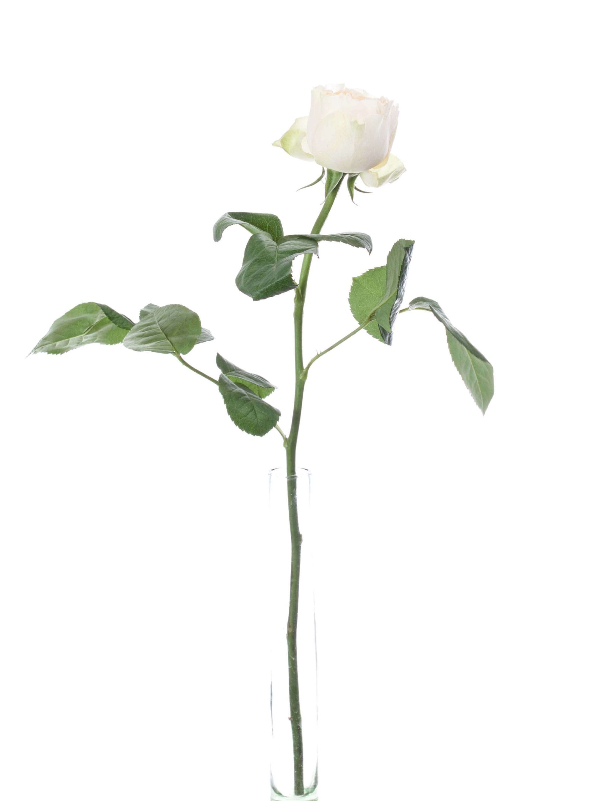 blumigo-rosen-vuvuzela-peach-schnittrosen-creme-apricot-stiel image 3
