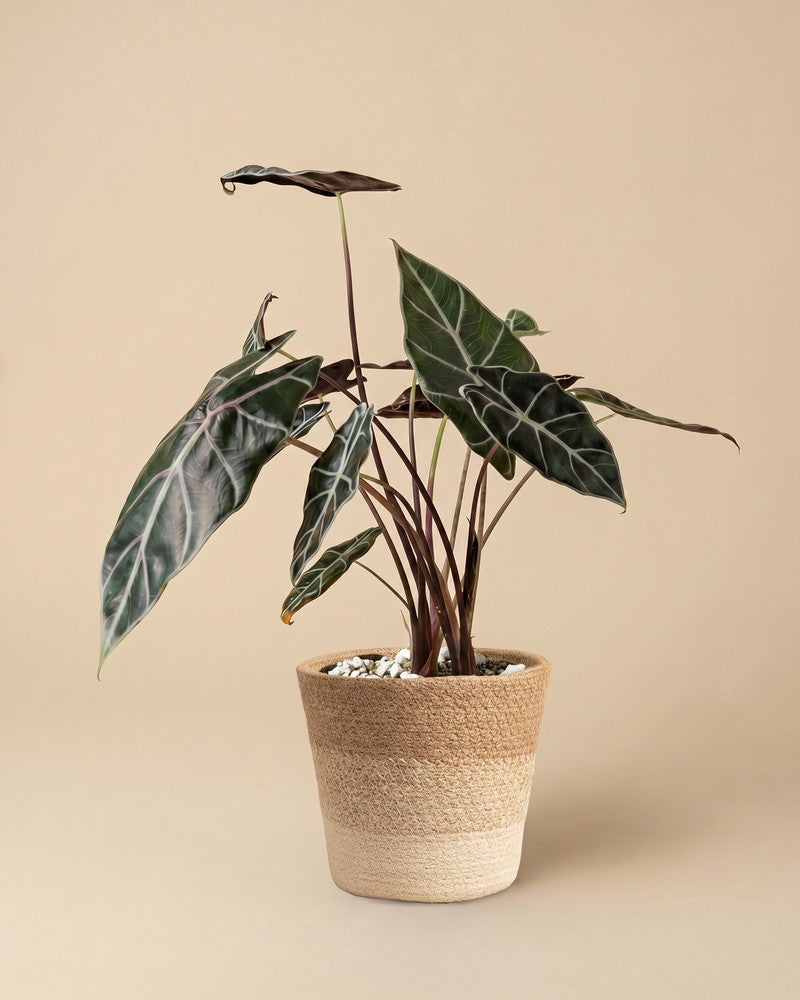 feey-variado-alocasia-red-vein-zimmerpflanze-ohne-bertopf image 8