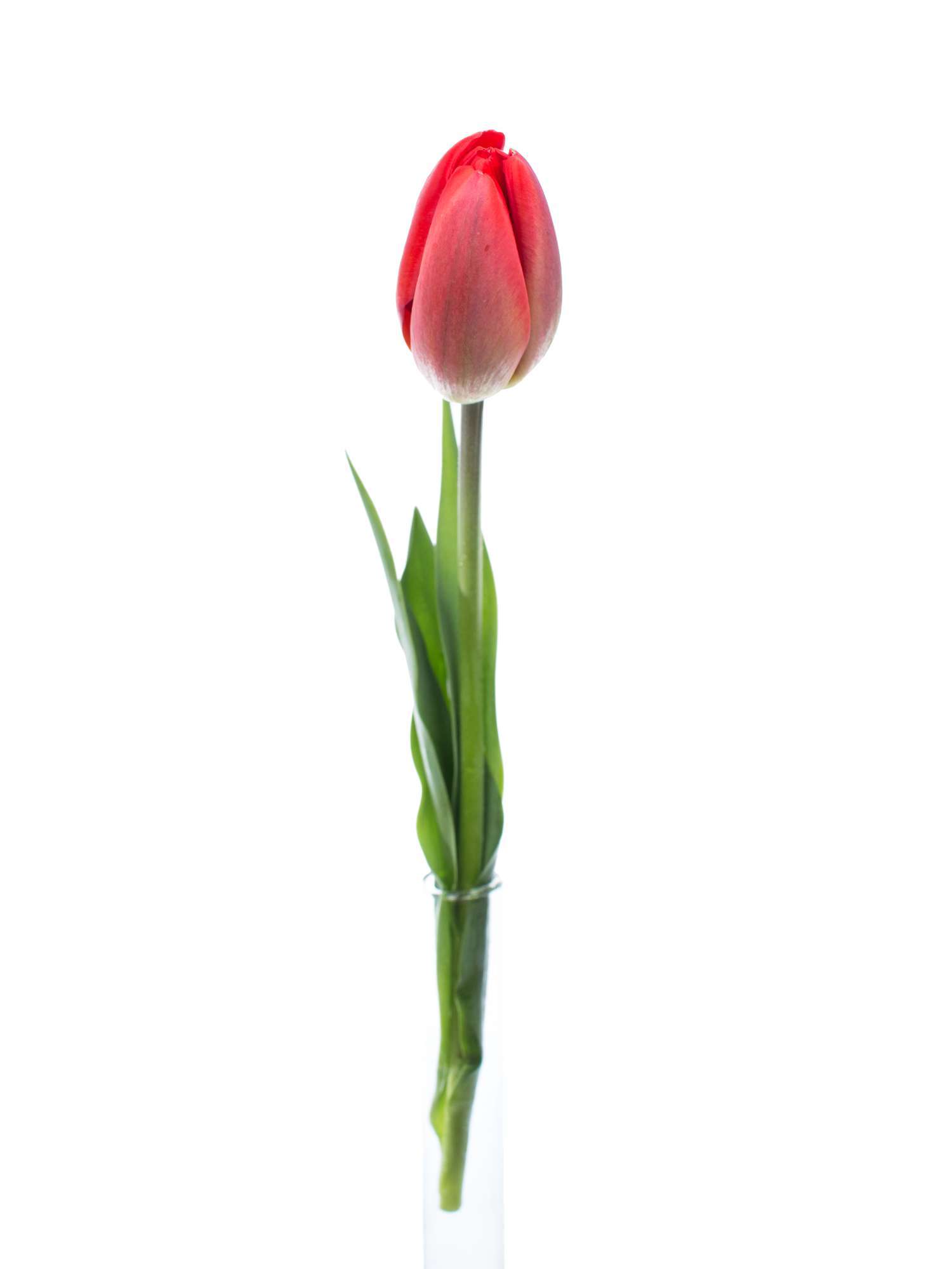 blumigo-tulpen-parade-freilandtulpe-rot-st-ck-8-tage-frisch image 3