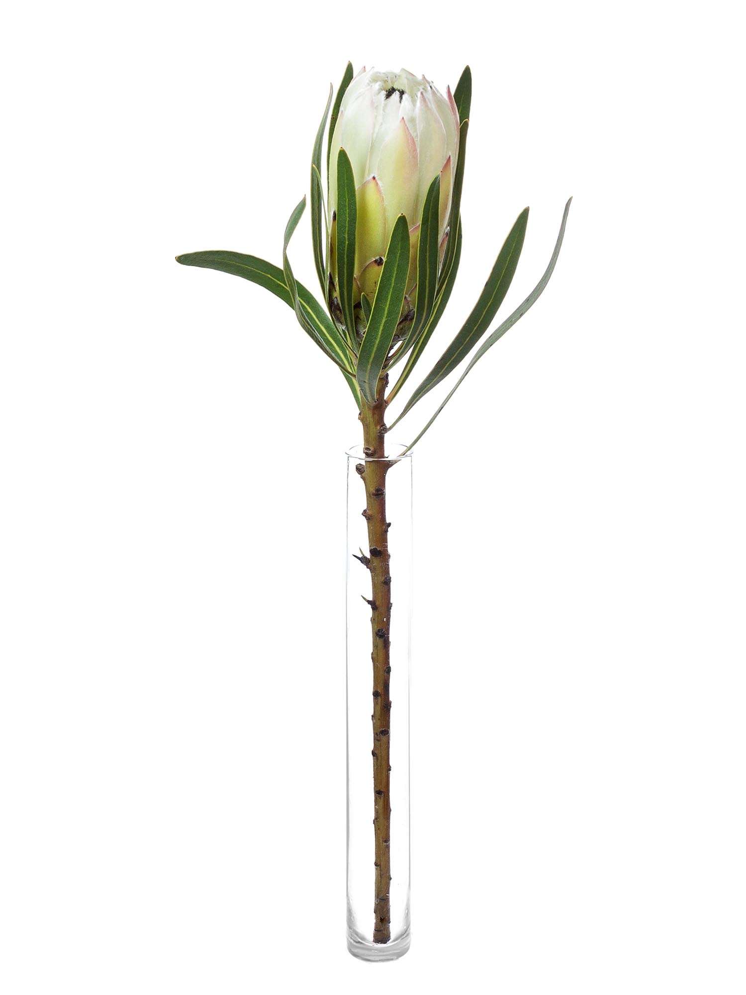 blumigo-proteen-protea-white-night-wei-schwarz-blume image 3