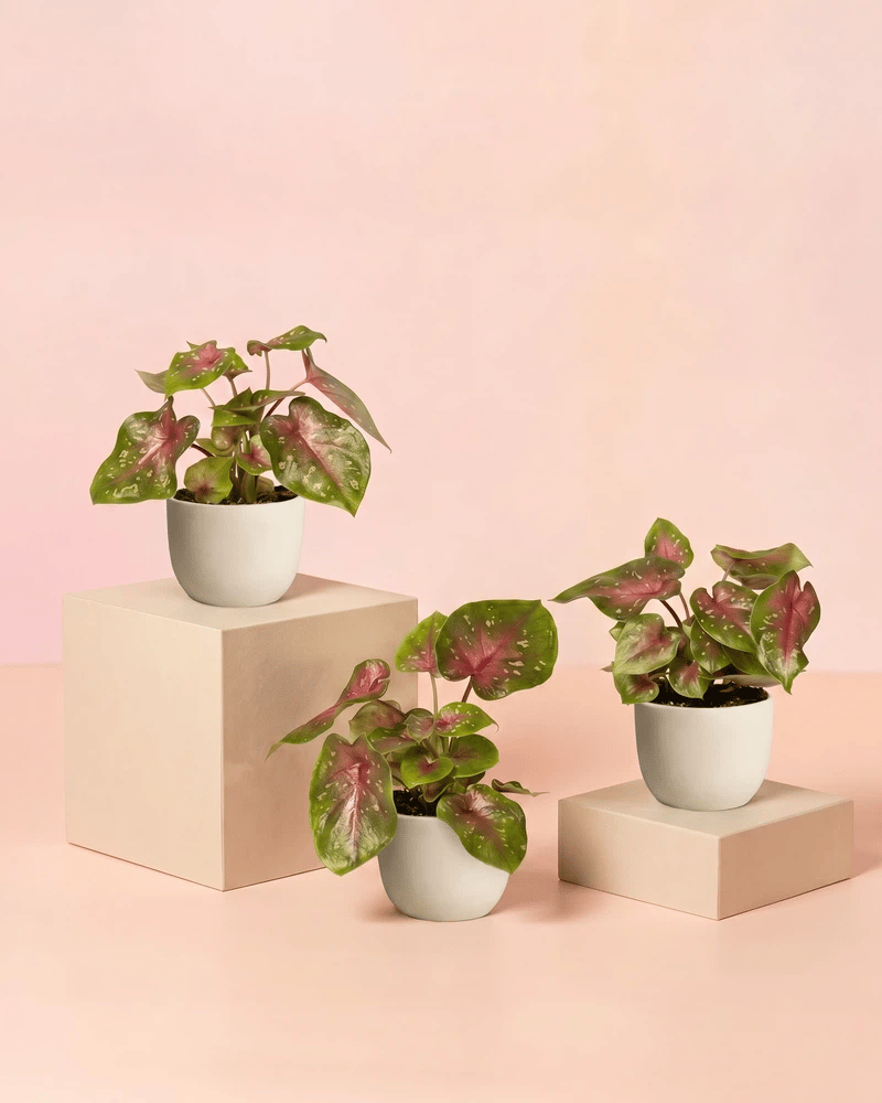 feey-variado-baby-caladium-casey-3er-set-buntblatt-ohne-bertopf image 6