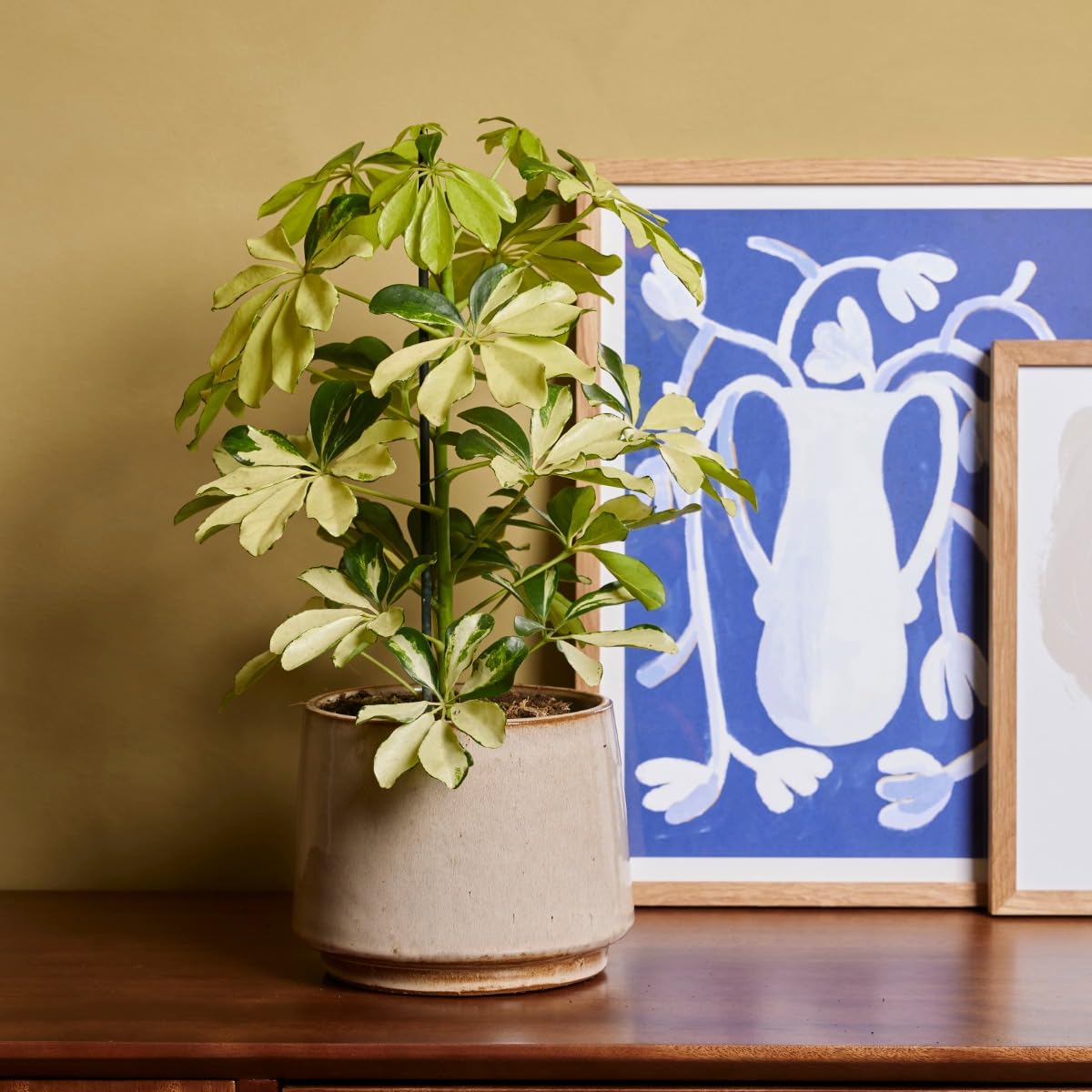 plnts-schefflera-melanie-fingeraralie-zimmerpflanze-13cm image 6