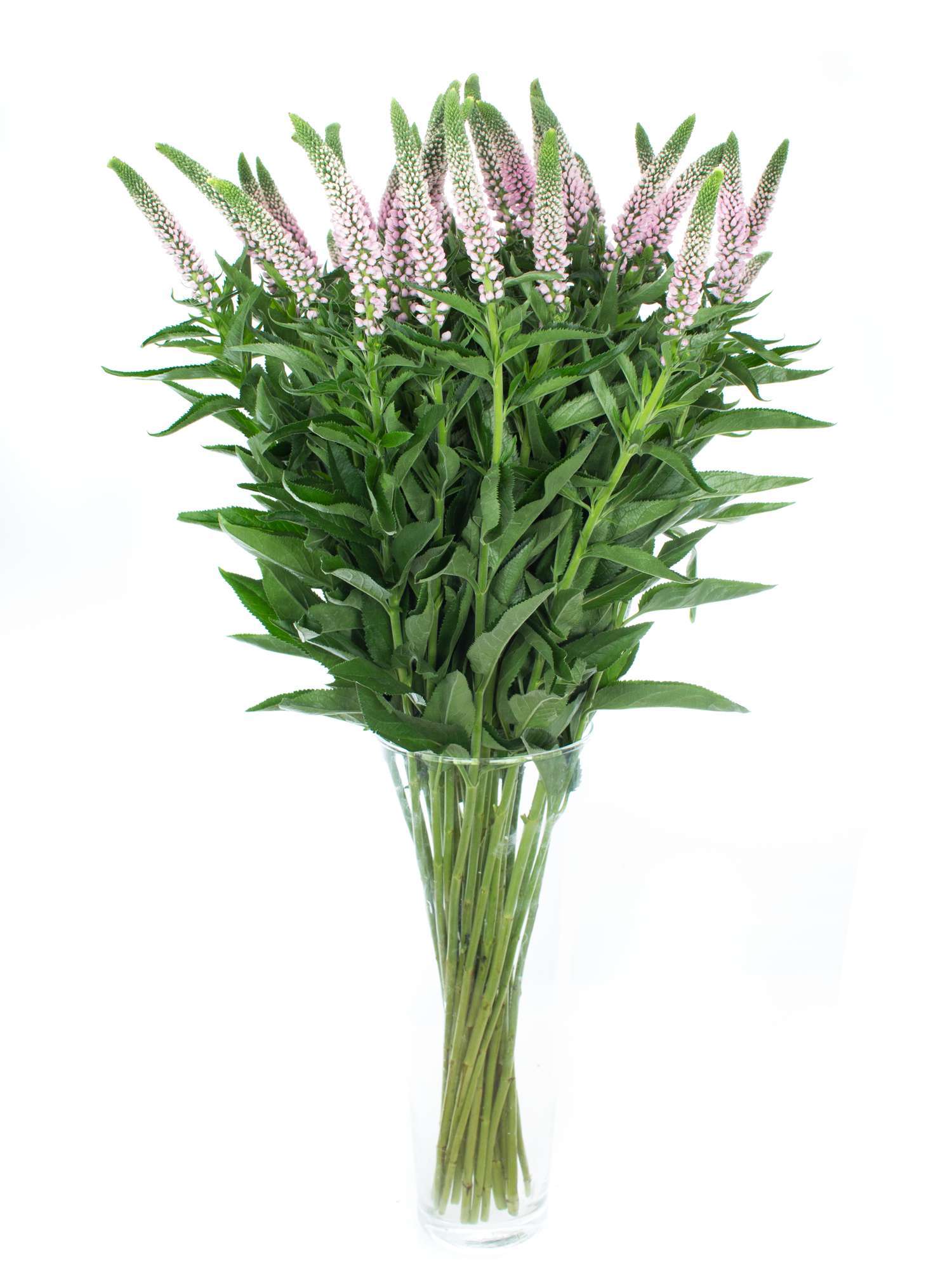 blumigo-blattwerk-und-bindegr-n-veronica-rosa-ehrenpreis-schnittblume image 2