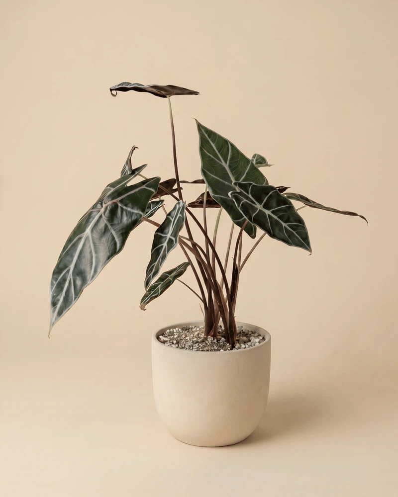 feey-variado-alocasia-red-vein-zimmerpflanze-ohne-bertopf image 6