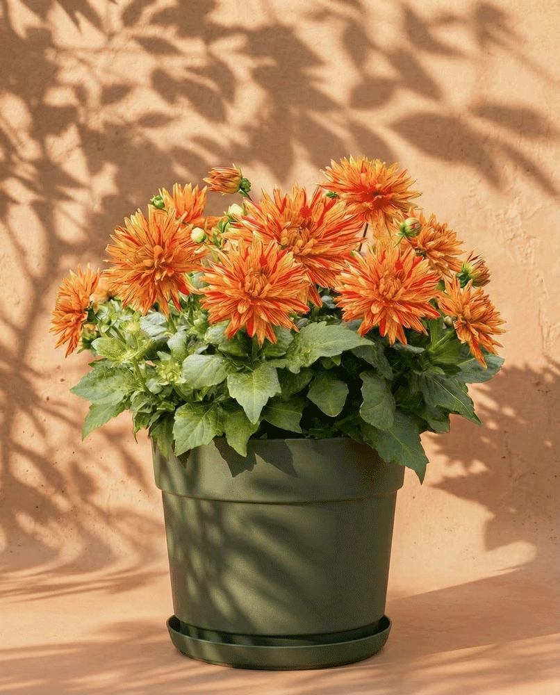 feey-amsterdam-dahlien-hellorange-3-knollen-sommer image 7