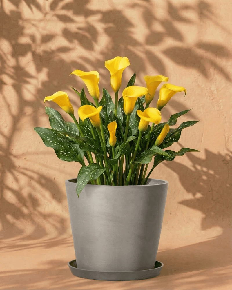 feey-amsterdam-calla-knollen-gelb-3-stk-au-enpflanze image 7