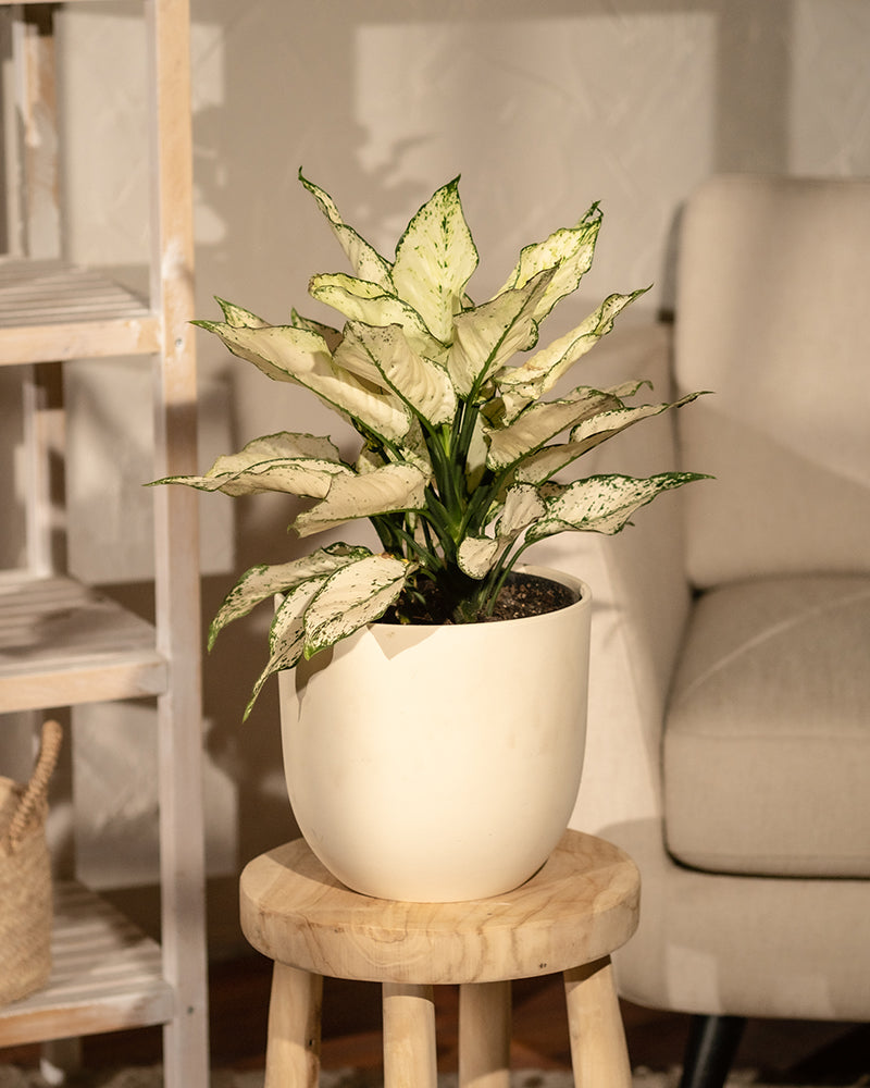 feey-variado-aglaonema-kiwi-gro-e-zimmerpflanze-pflegeleicht image 4