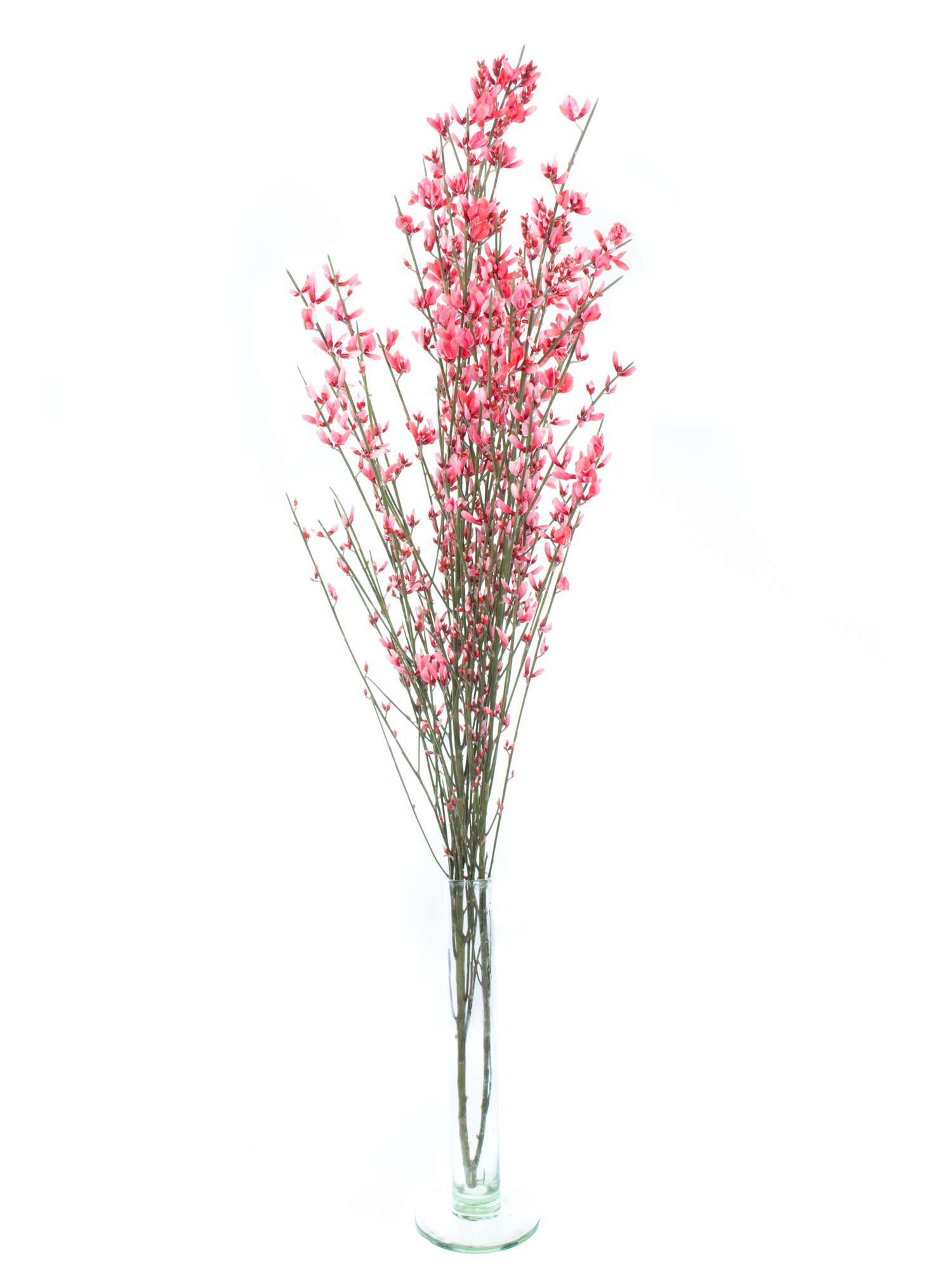 blumigo-zweige-ginster-rot-deko-zweige image 3