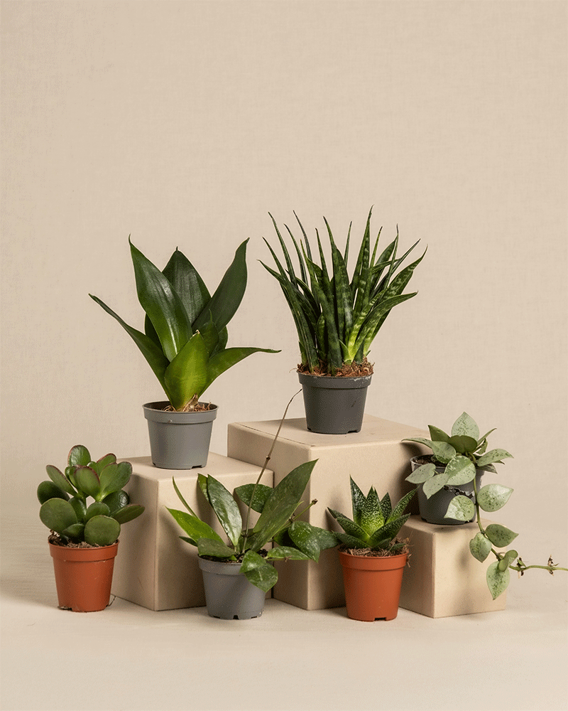 feey-variado-sukkulenten-babypflanzen-6er-set-berraschung image 3